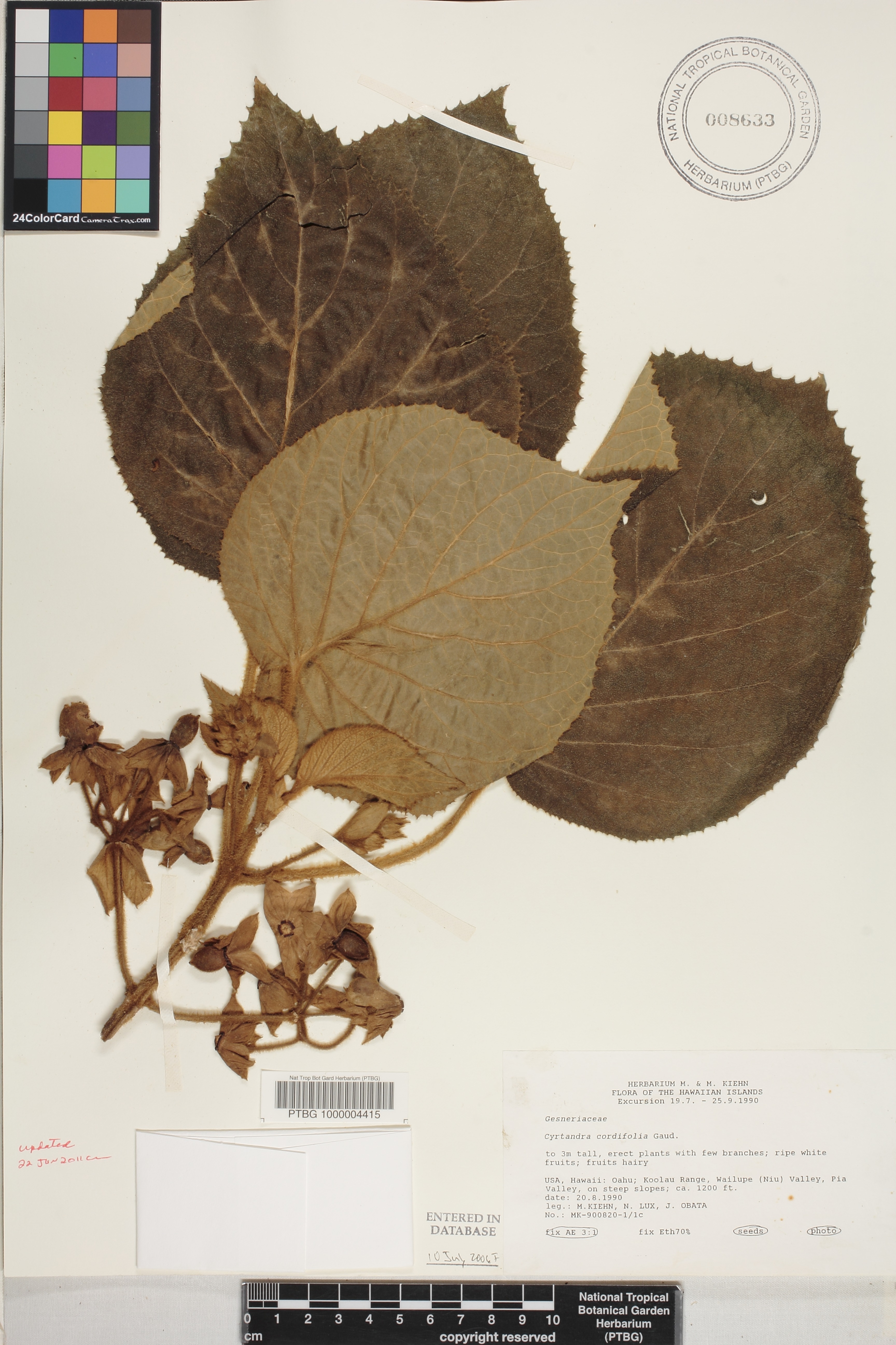 Cyrtandra cordifolia image