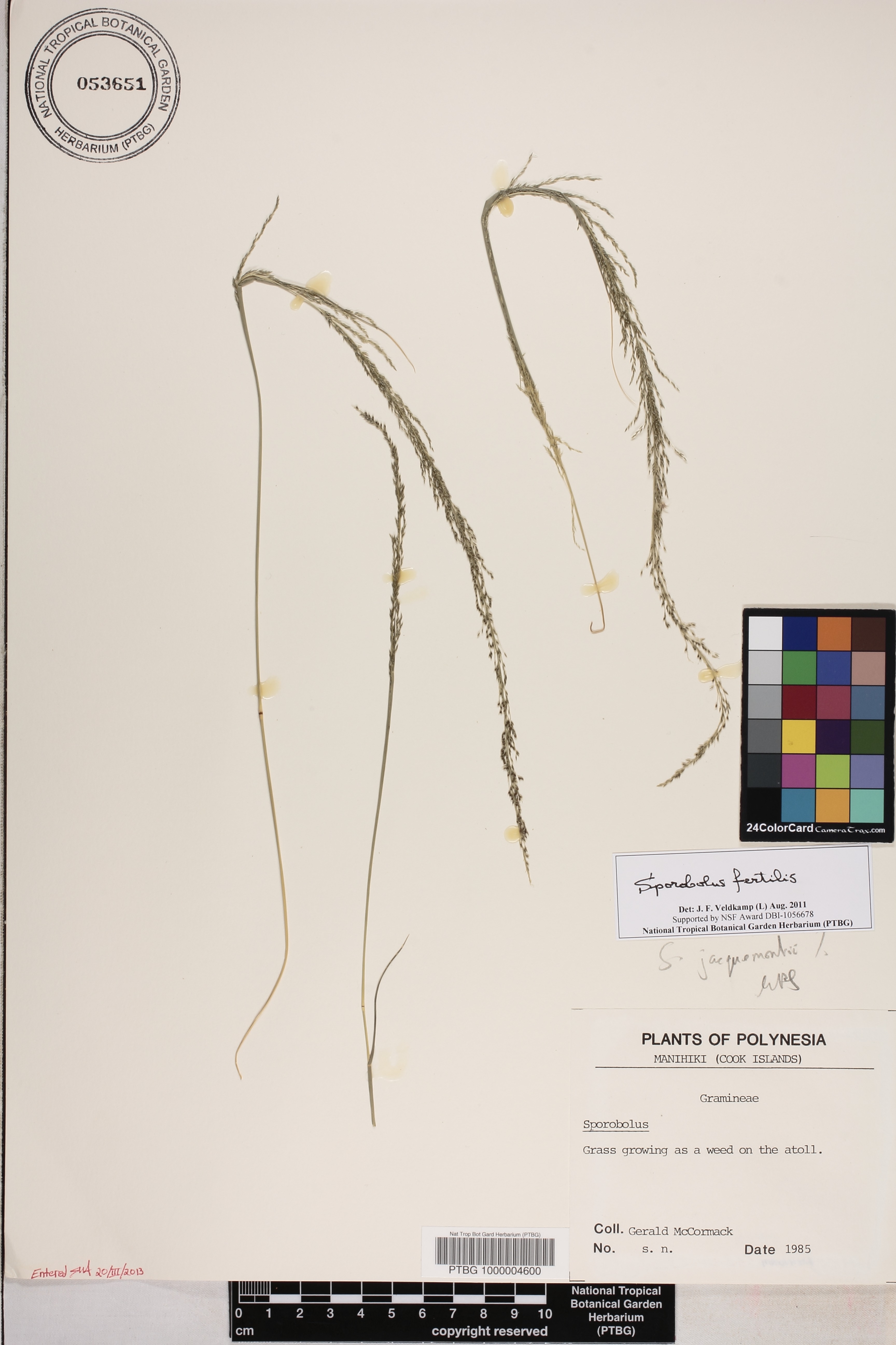 Sporobolus fertilis image