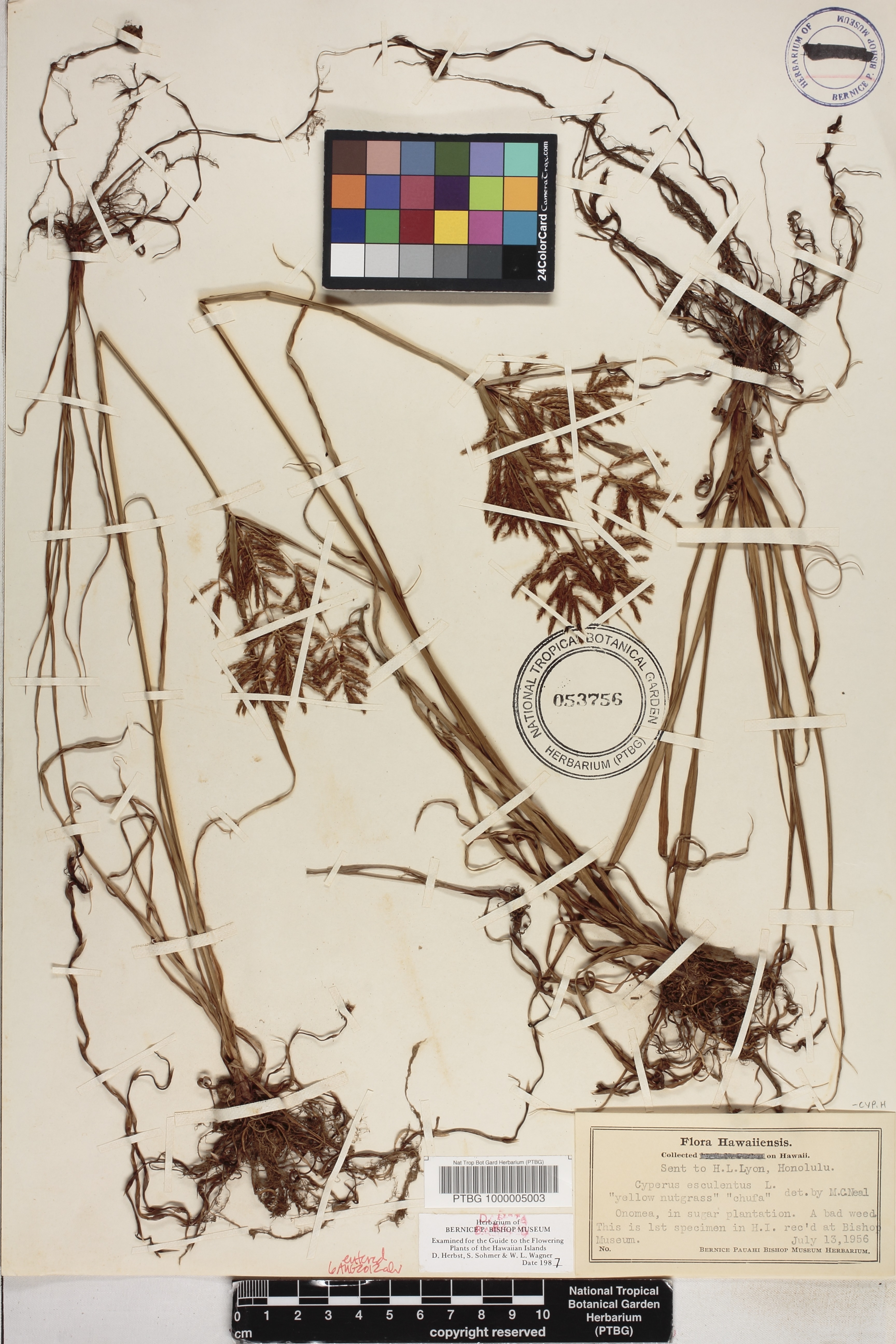 Cyperus esculentus image