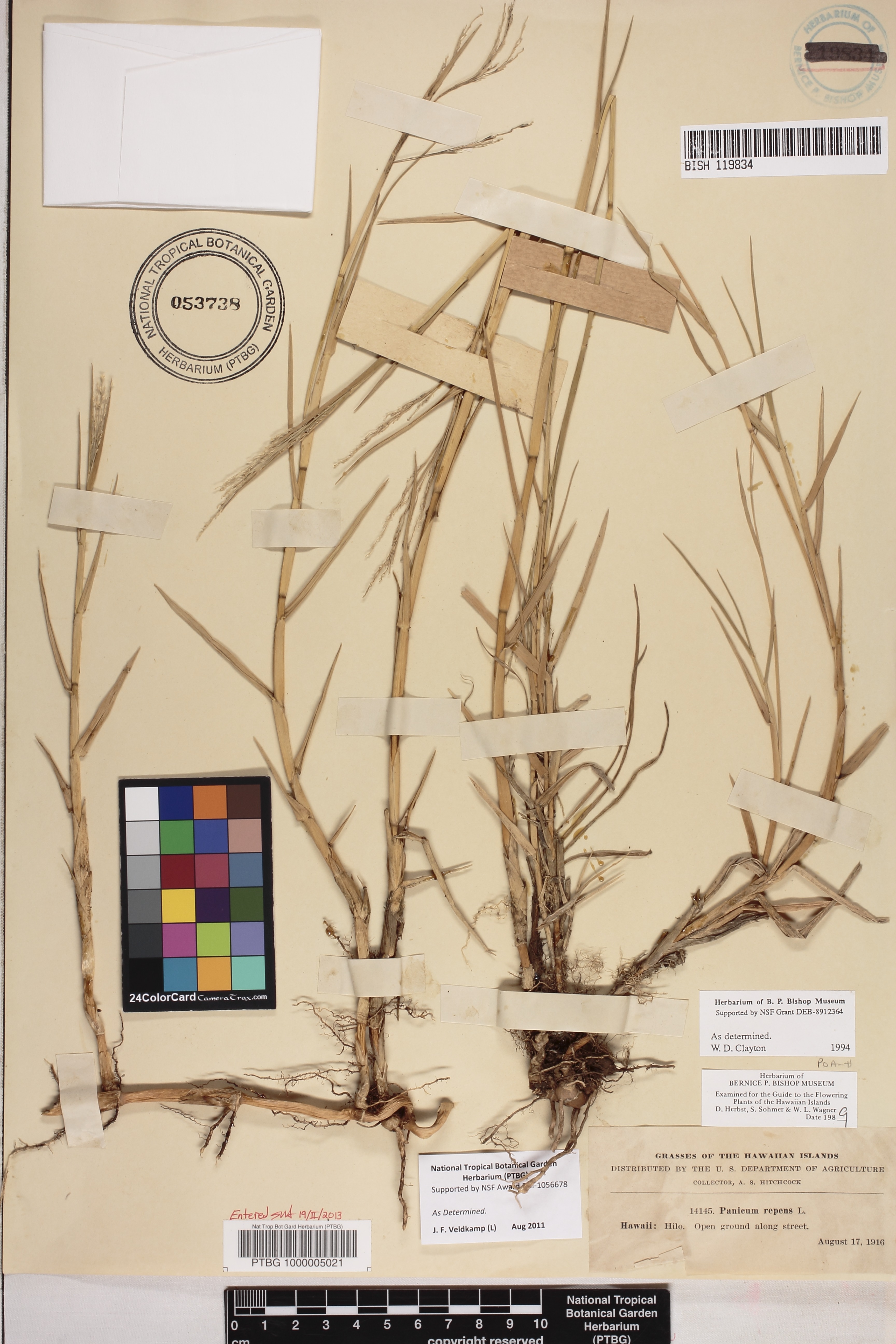 Panicum repens image