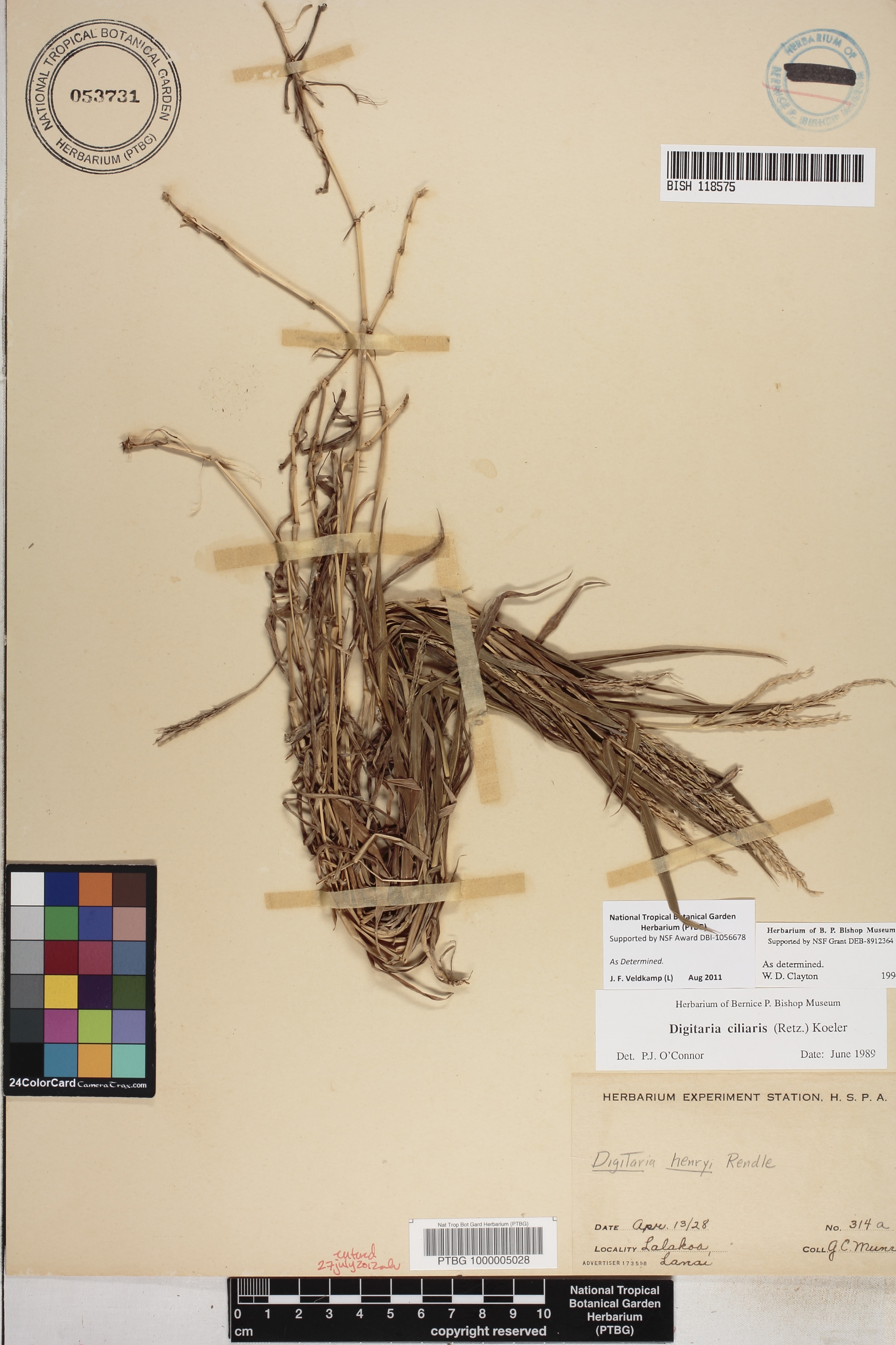 Digitaria image