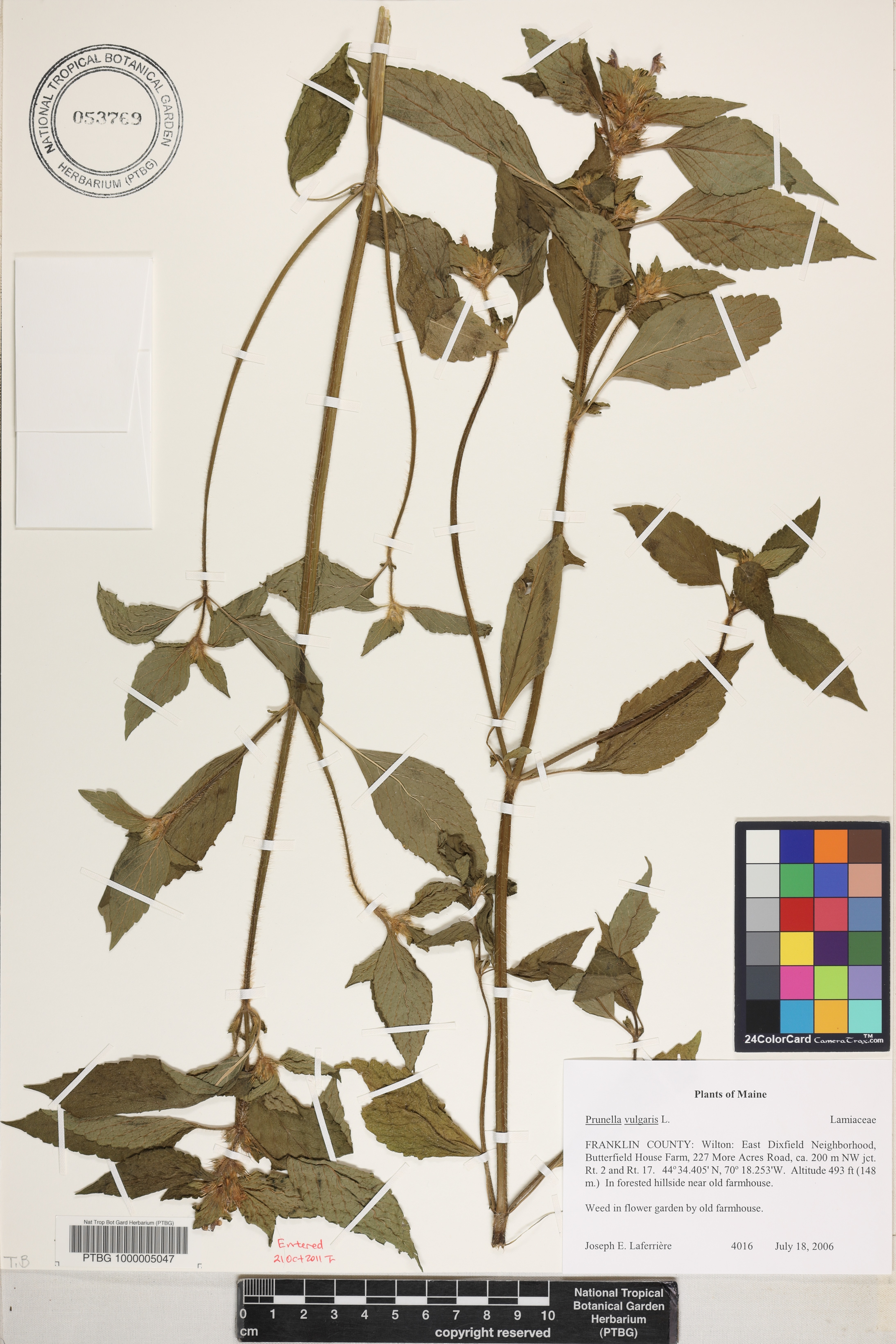 Prunella vulgaris image