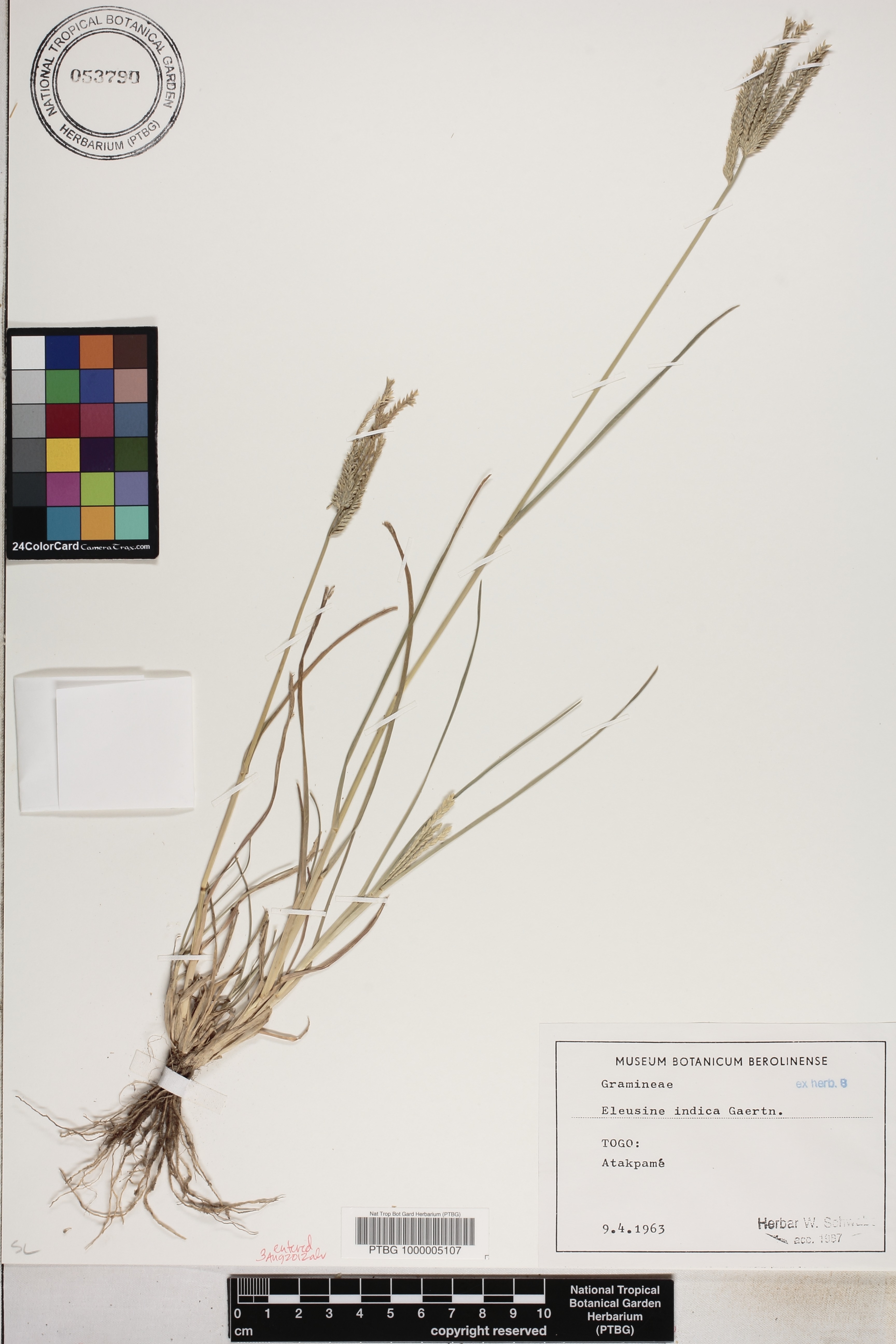 Eleusine indica image
