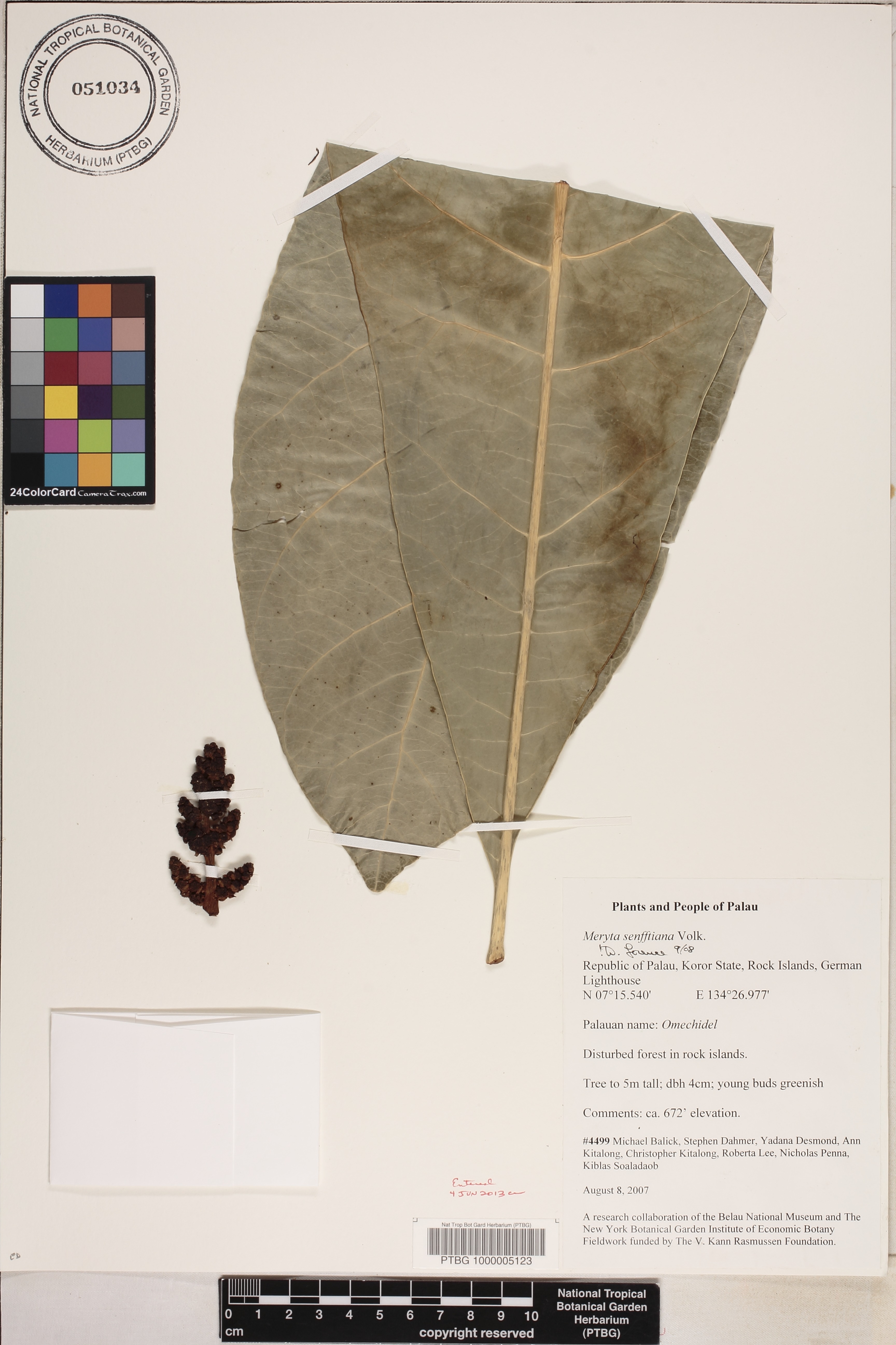 Meryta senfftiana image