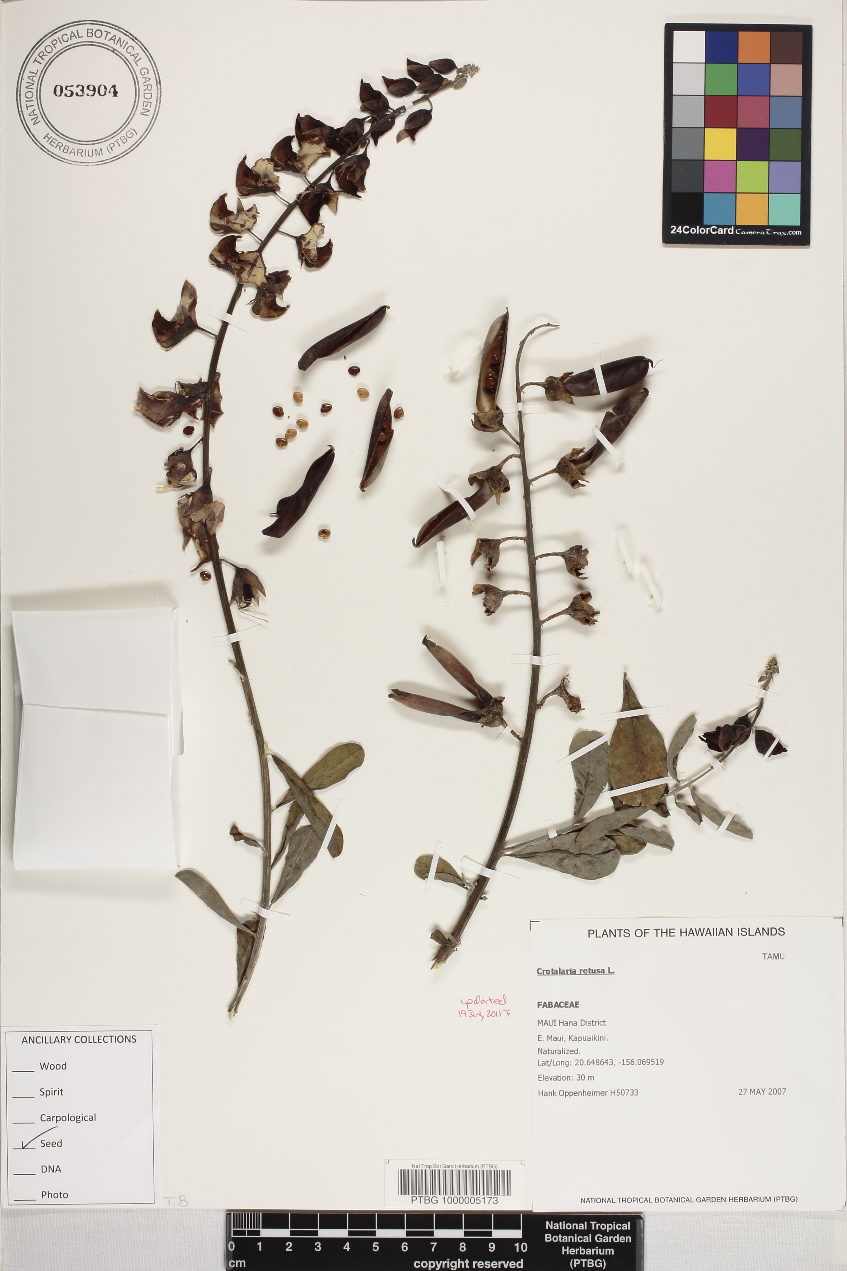 Crotalaria image
