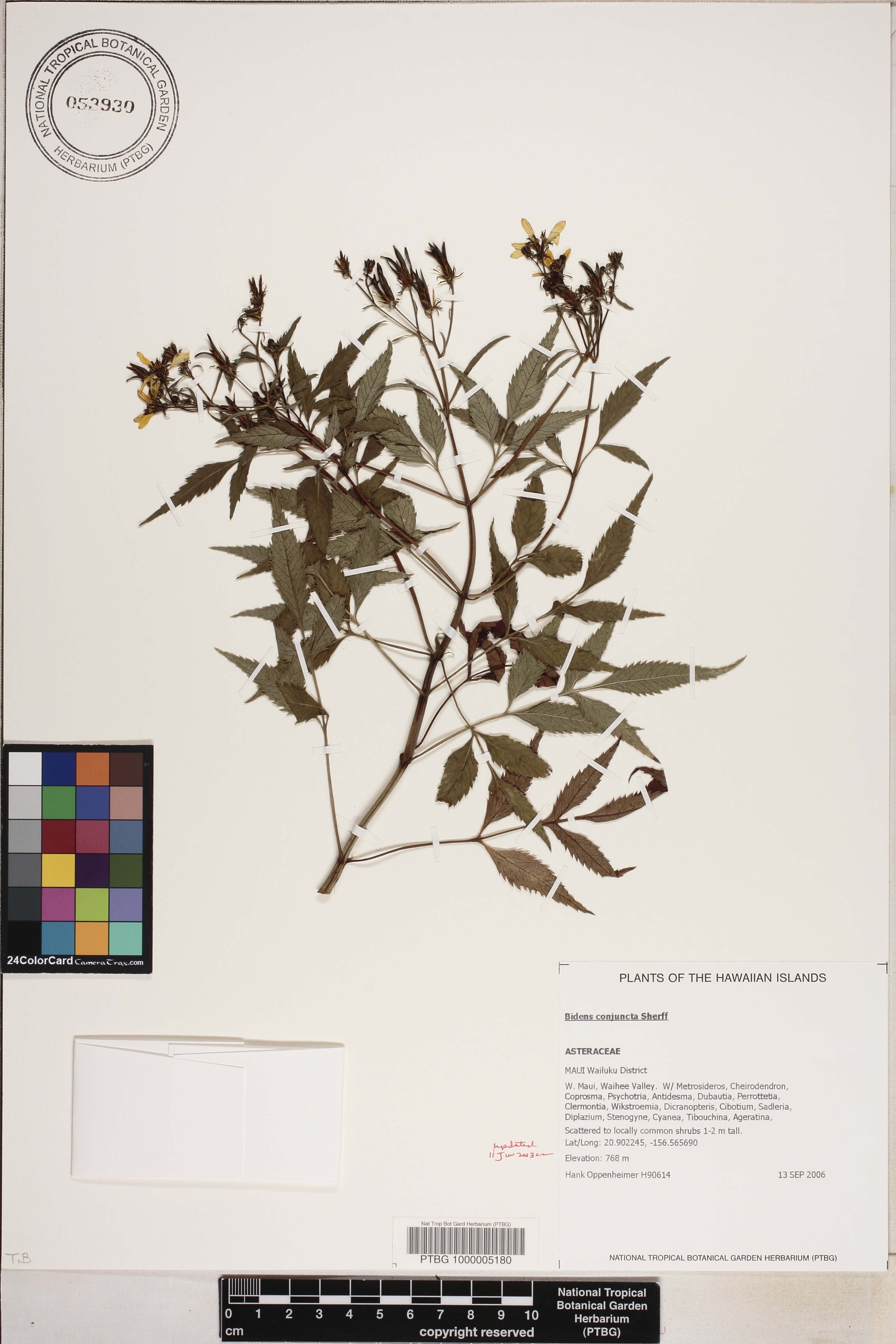 Bidens conjuncta image