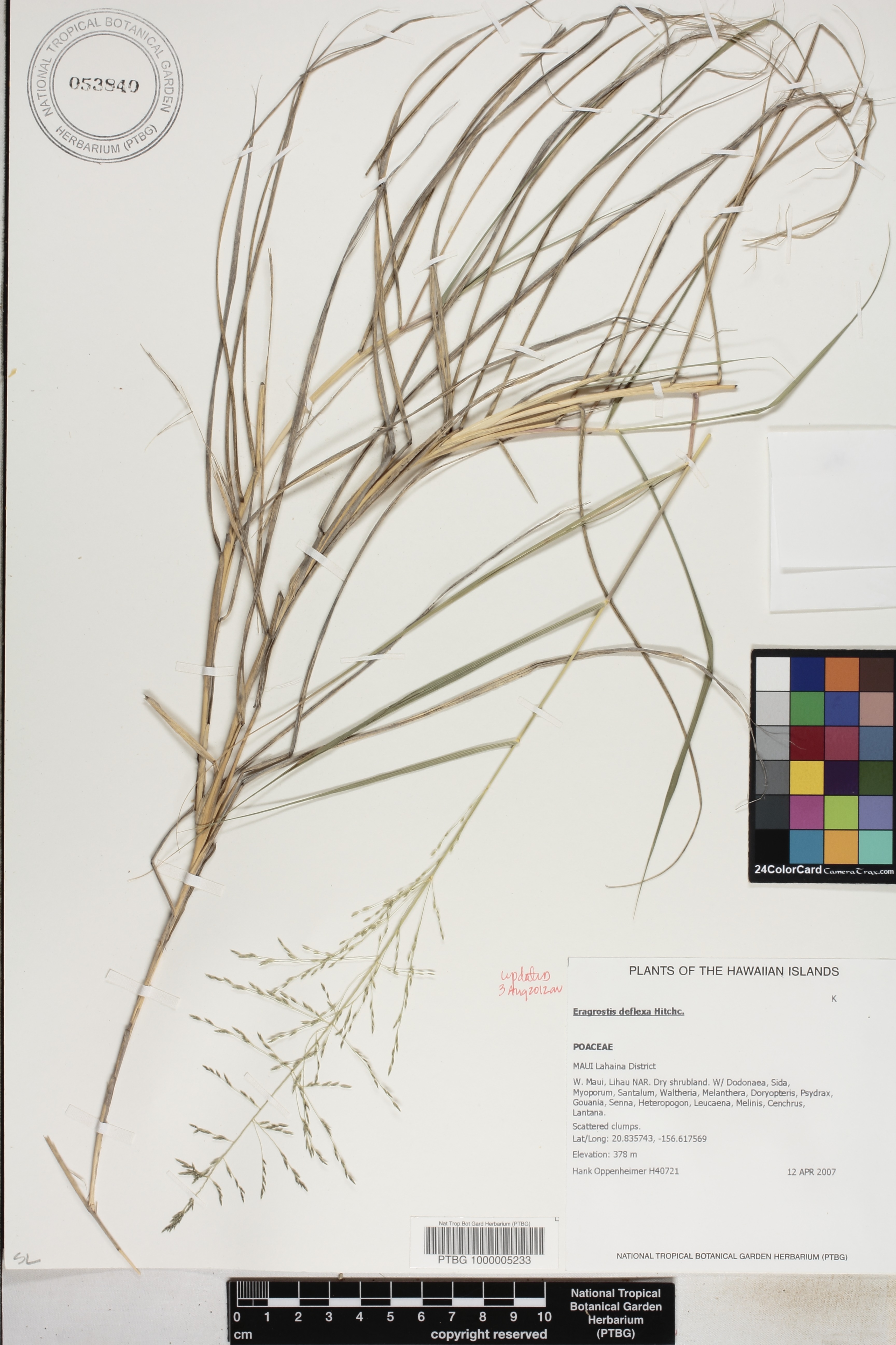 Eragrostis deflexa image