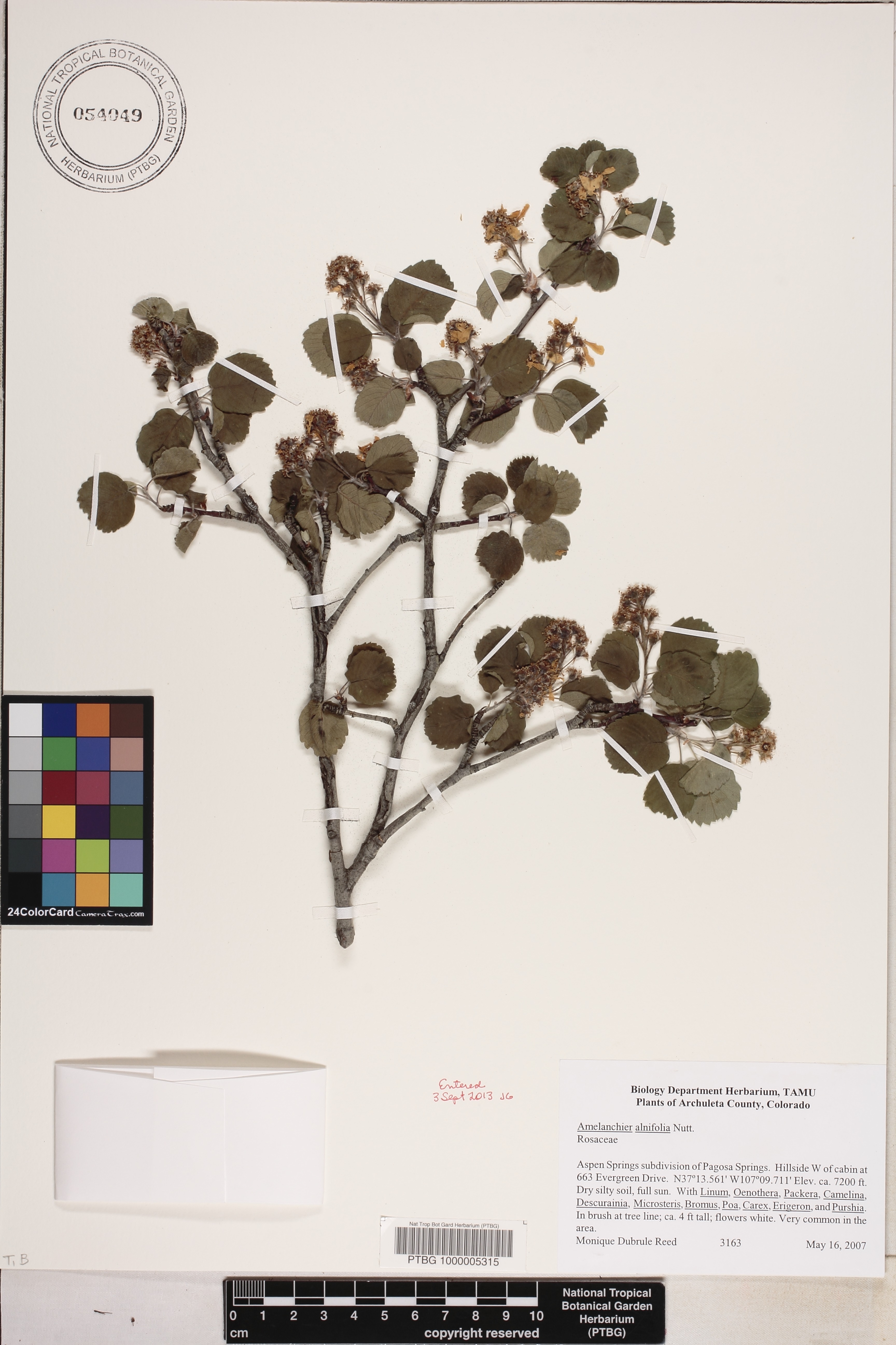 Amelanchier alnifolia image