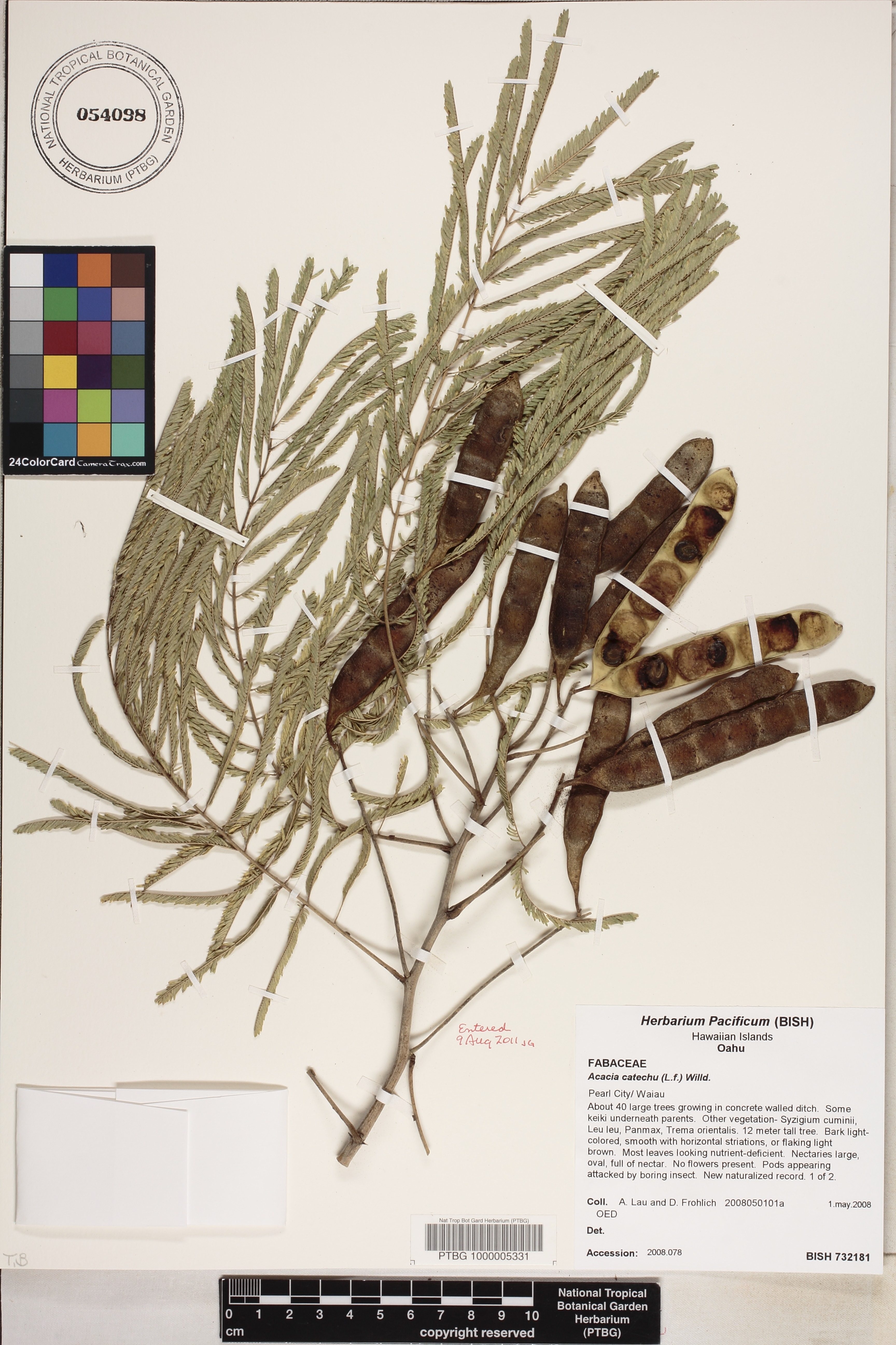 Acacia catechu image