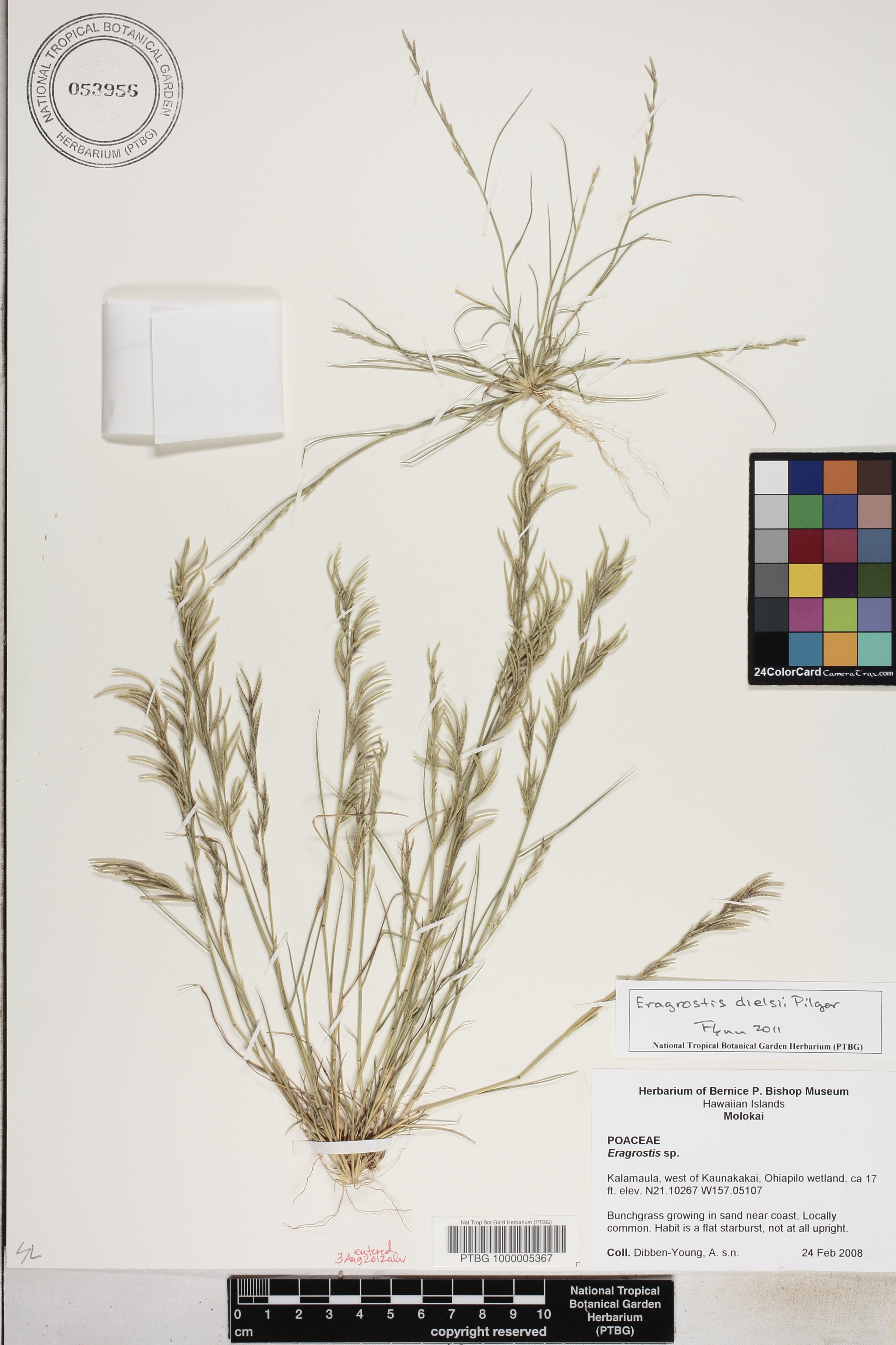 Eragrostis image