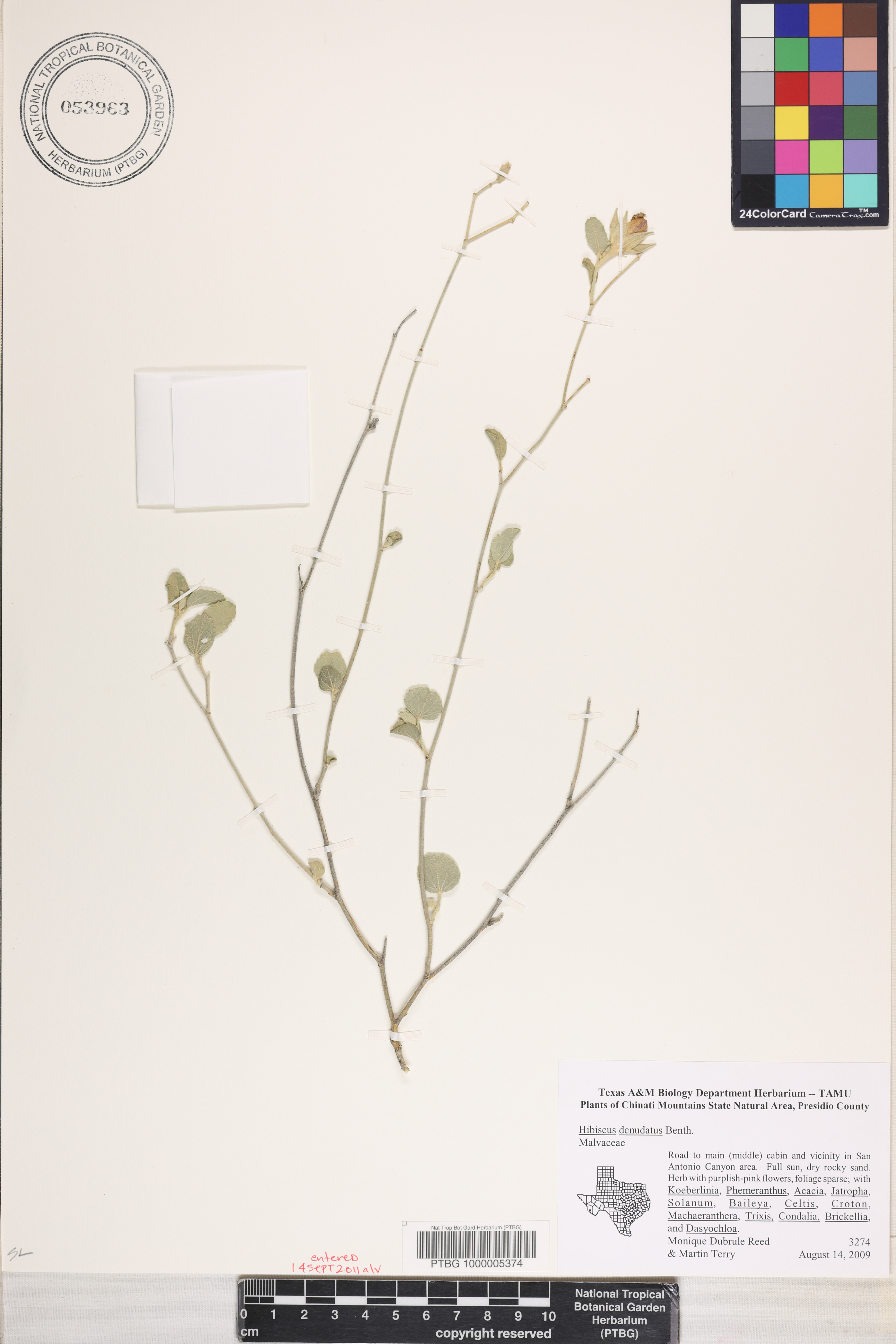 Hibiscus denudatus image