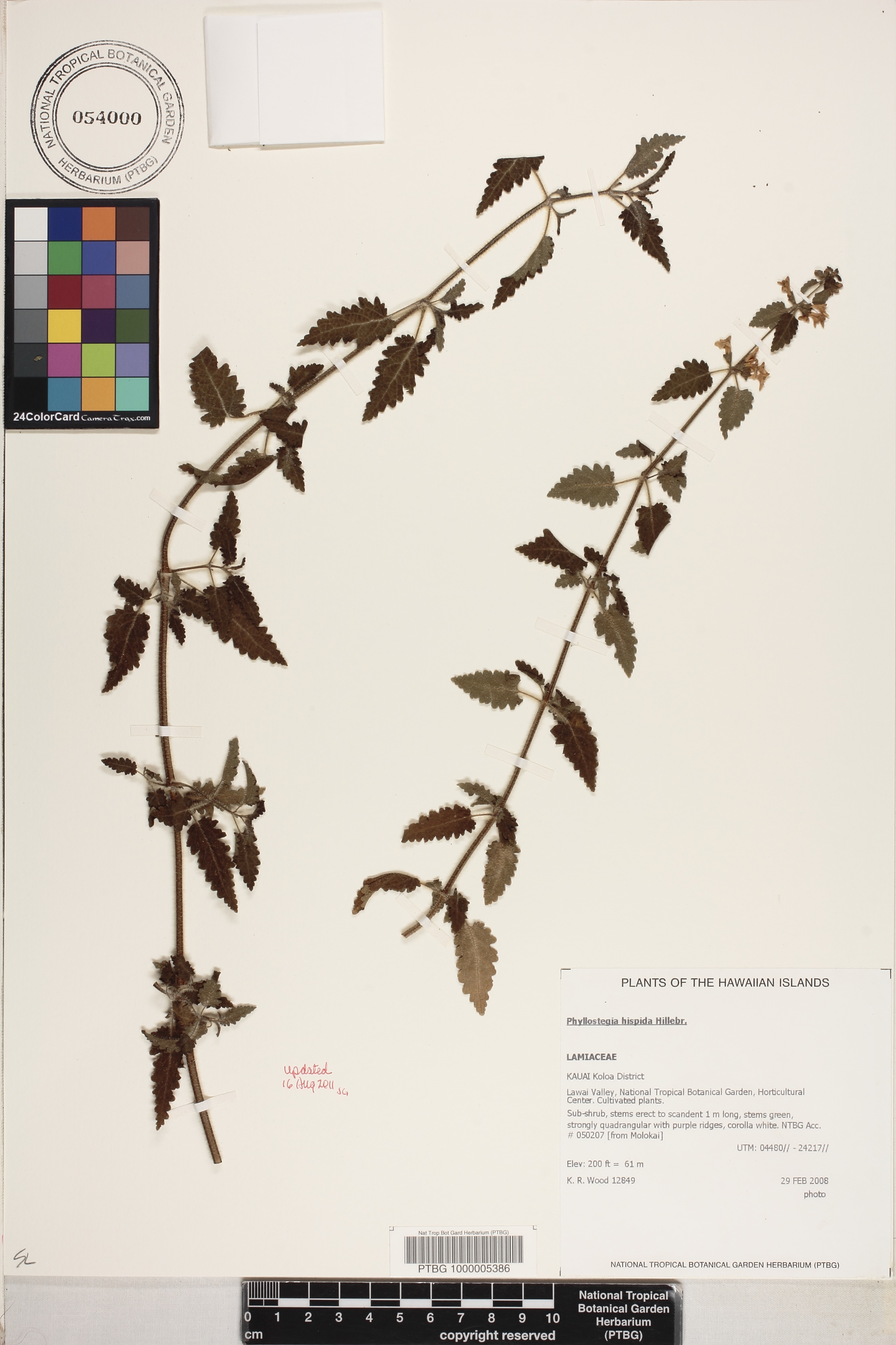 Phyllostegia hispida image