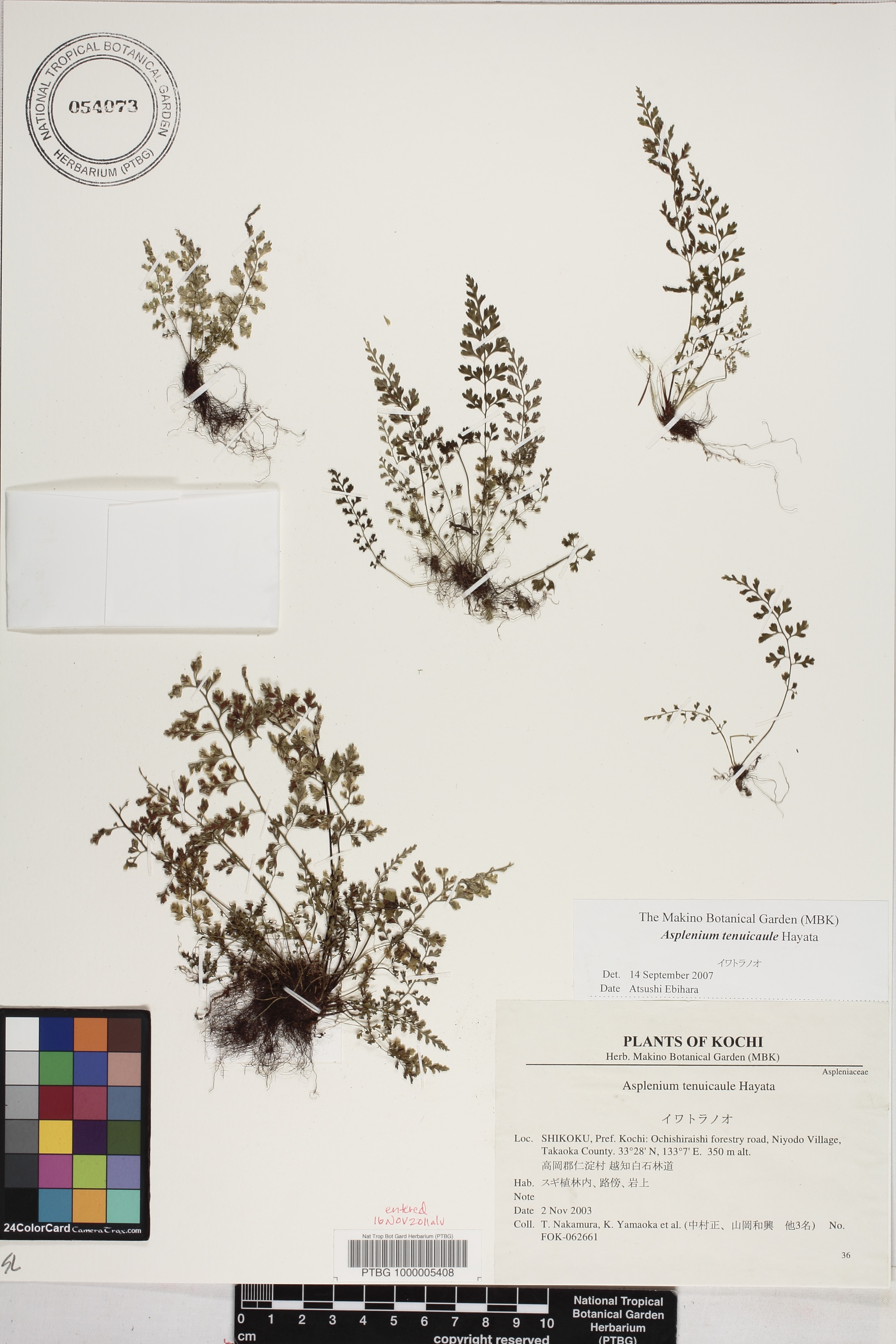 Asplenium laciniatum image