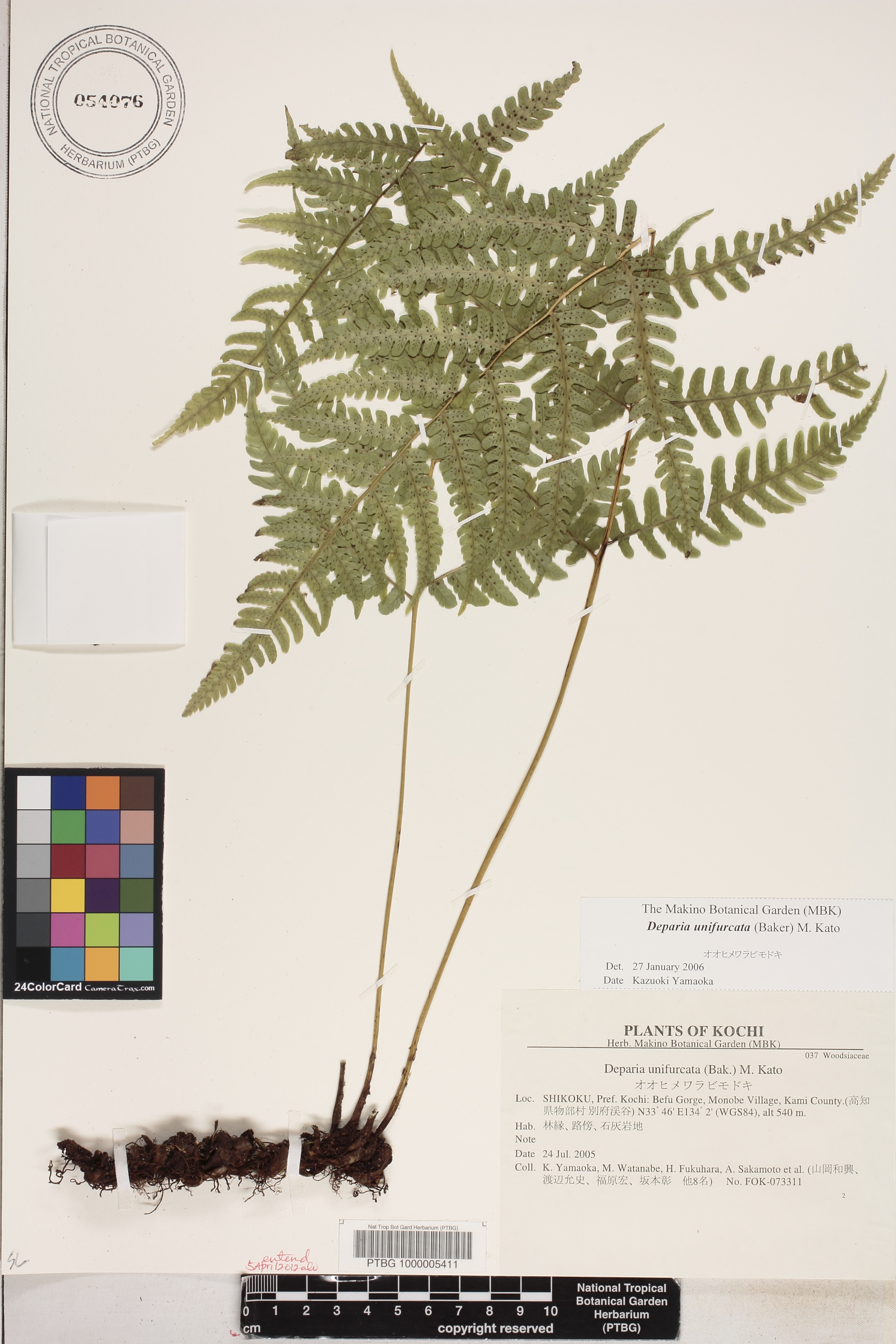 Deparia unifurcata image