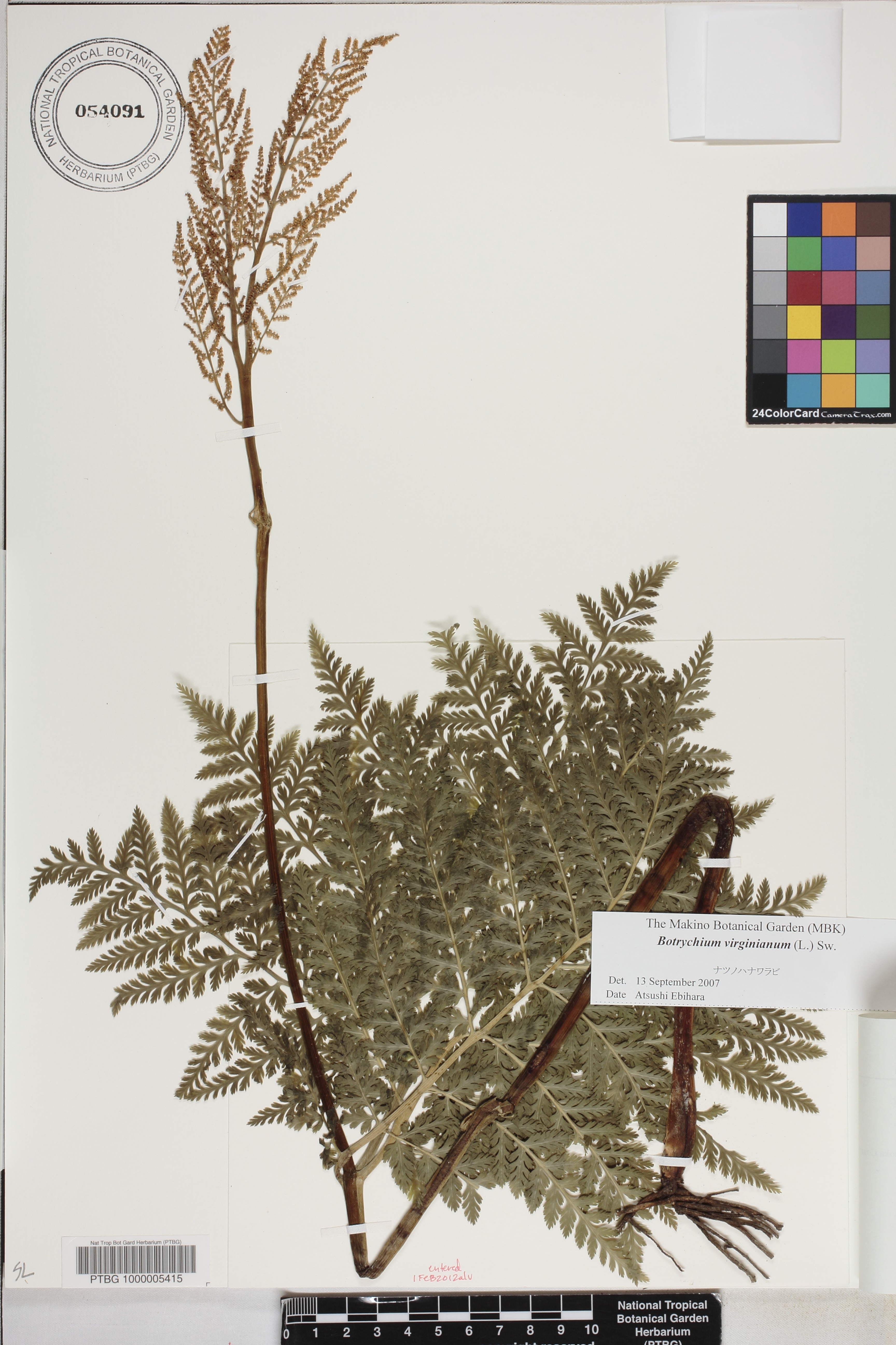 Botrychium image