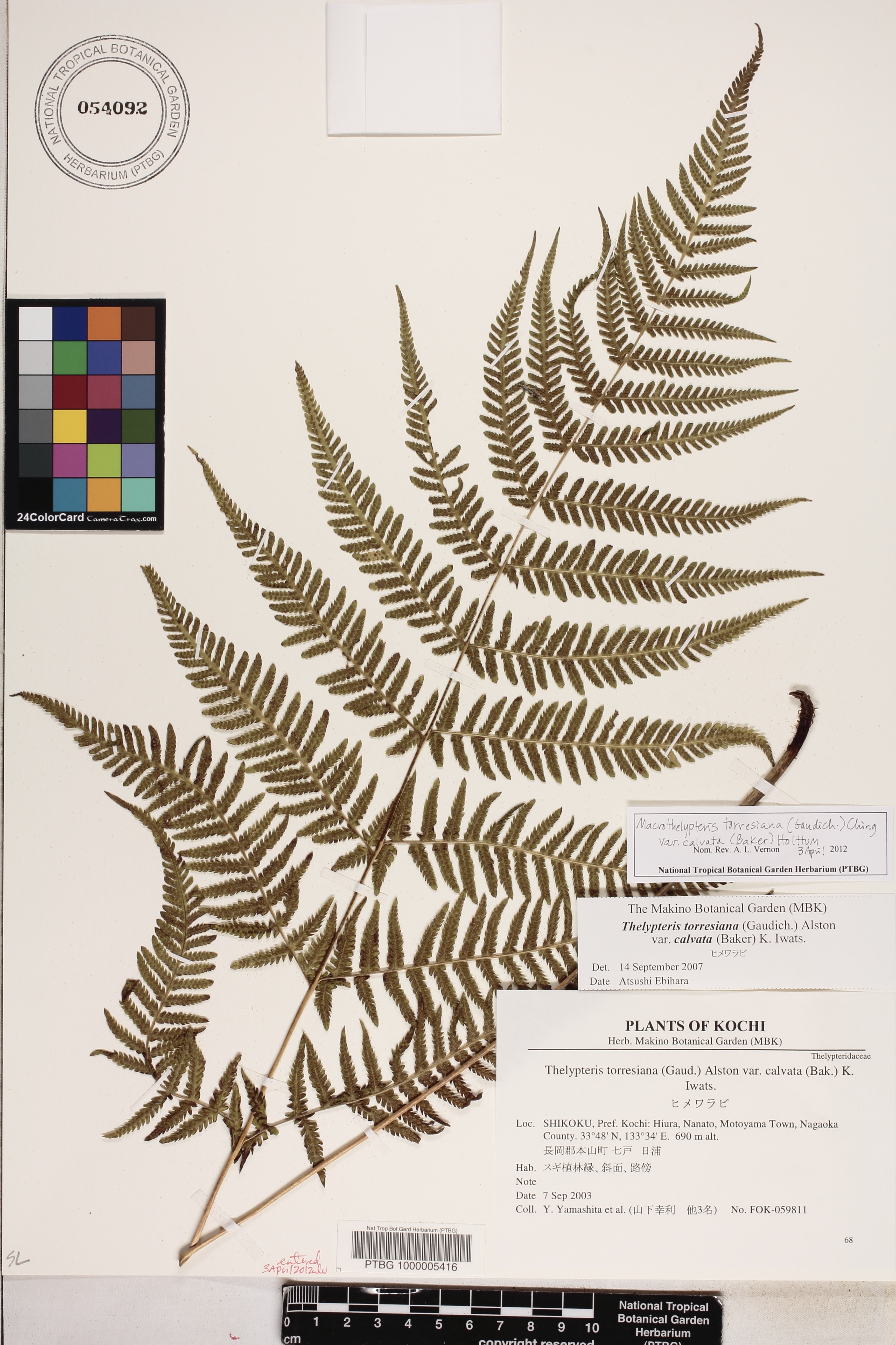 Macrothelypteris image