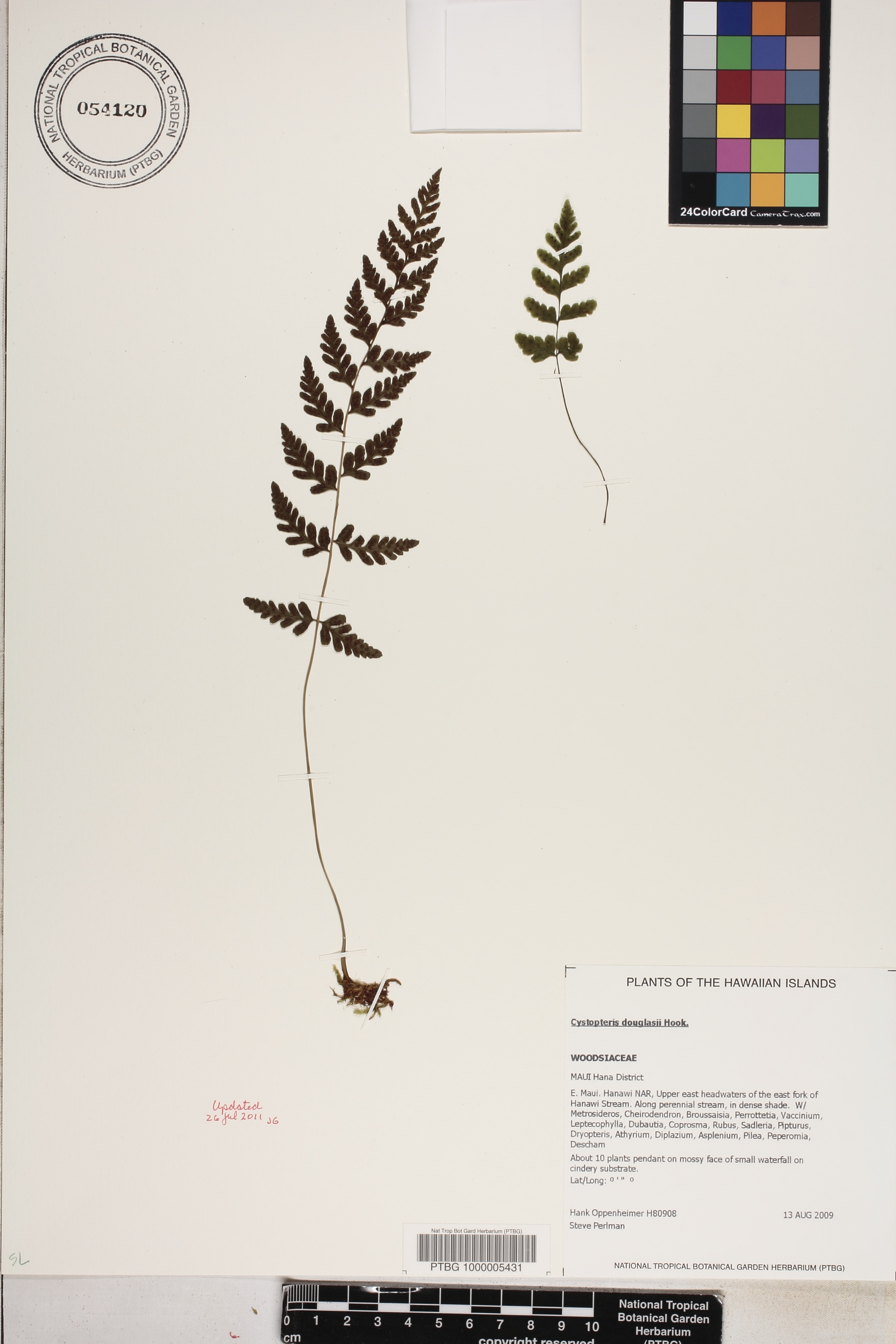 Cystopteris image