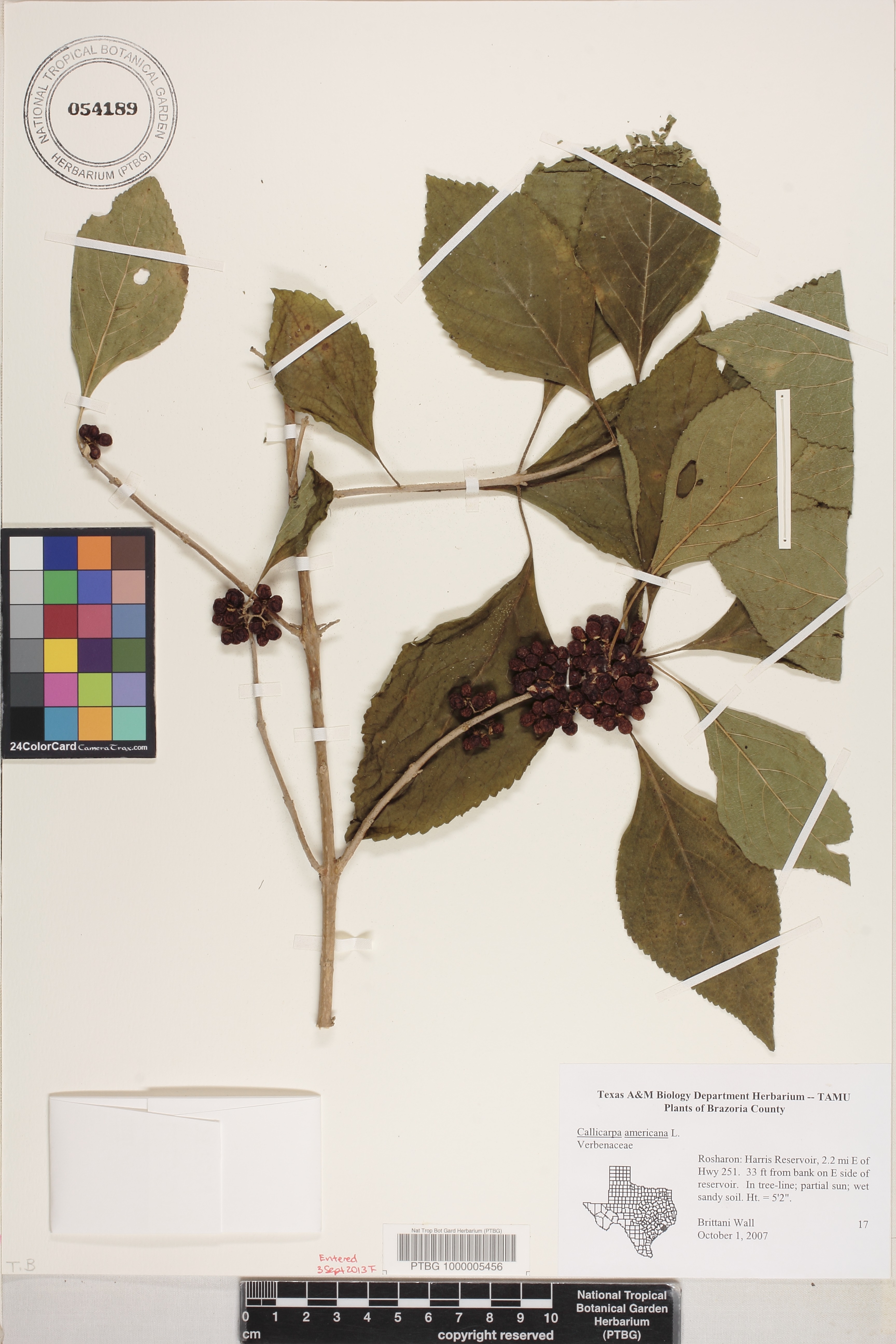 Callicarpa americana image