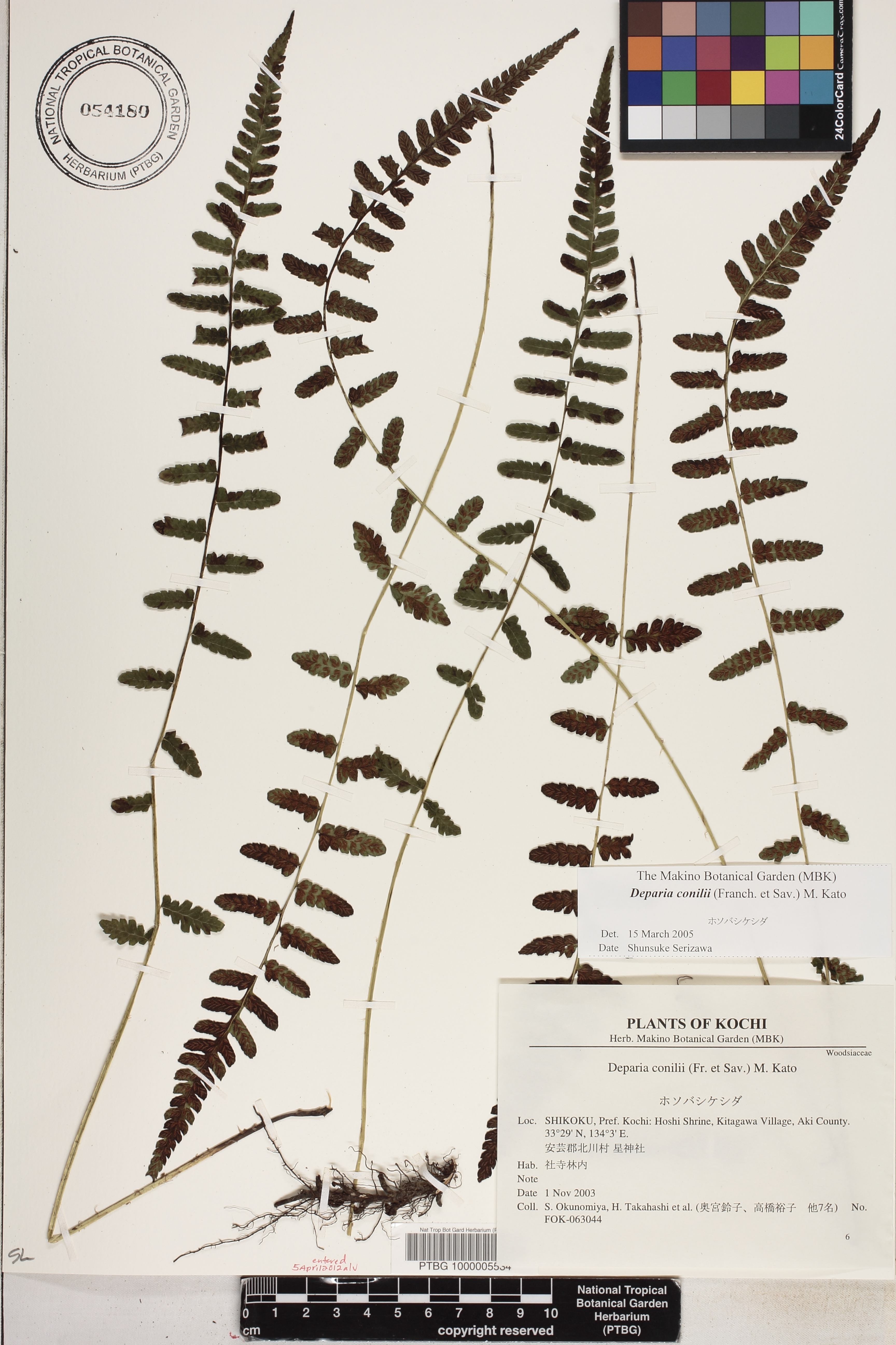 Deparia conilii image