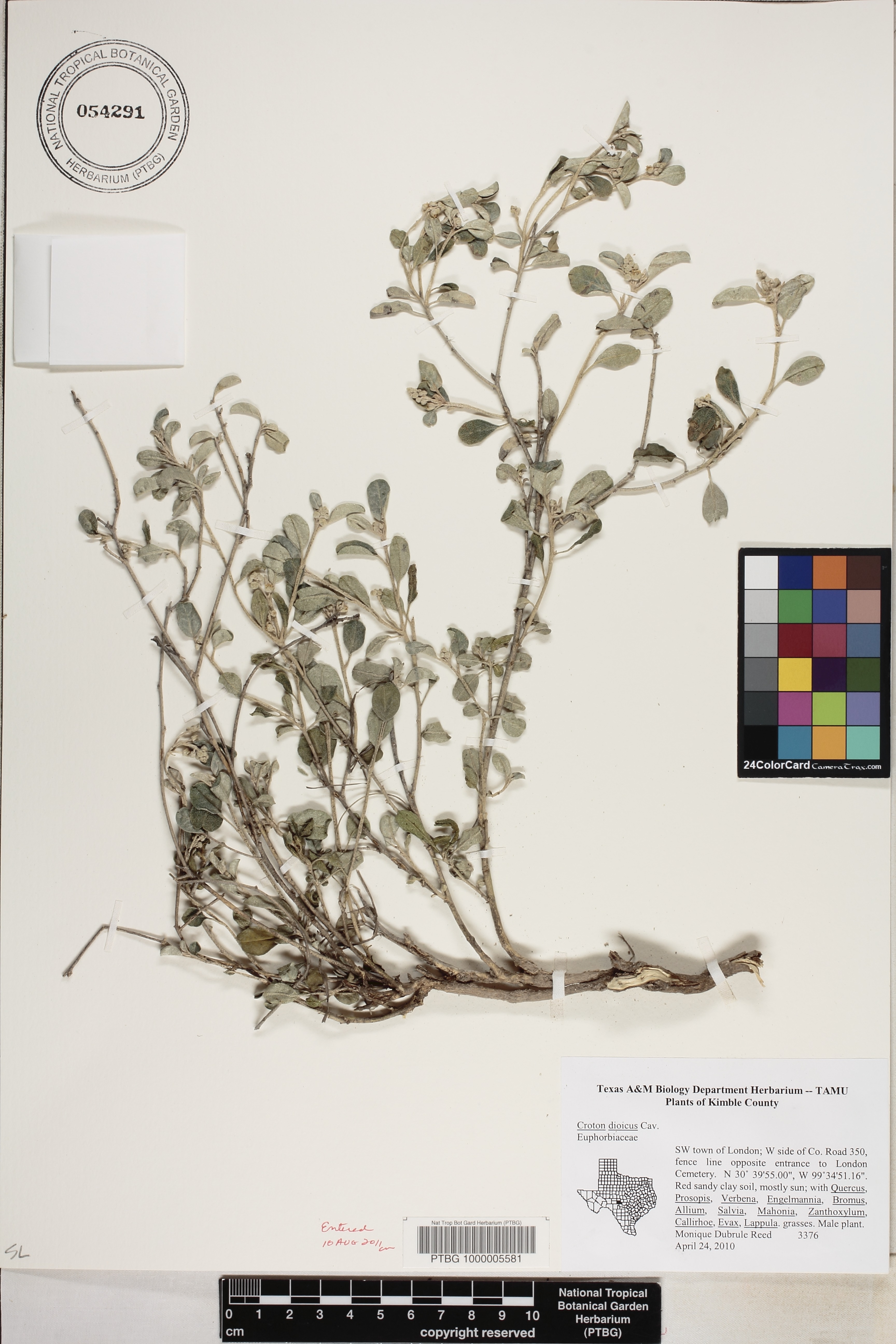 Croton dioicus image