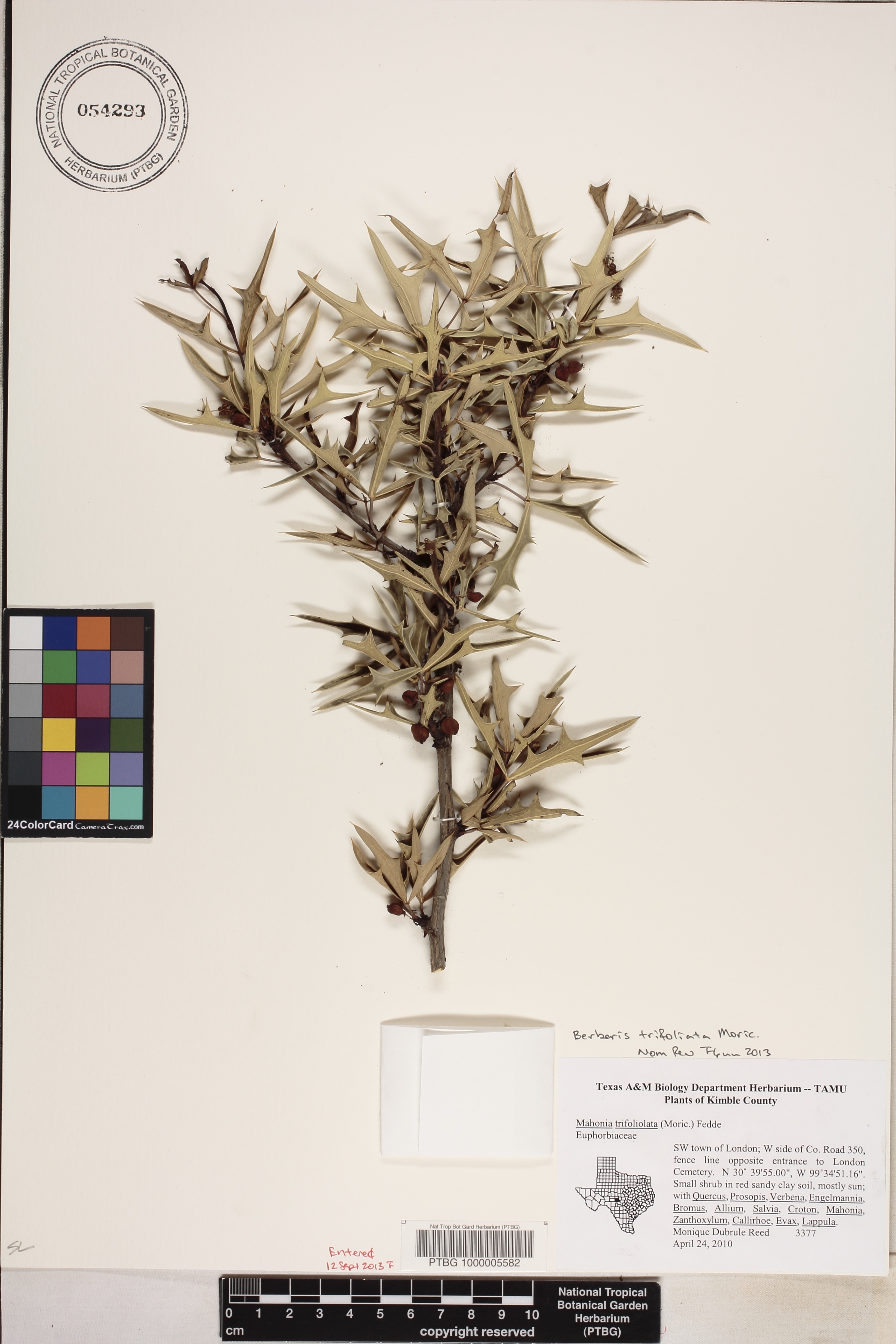 Berberis trifoliata image