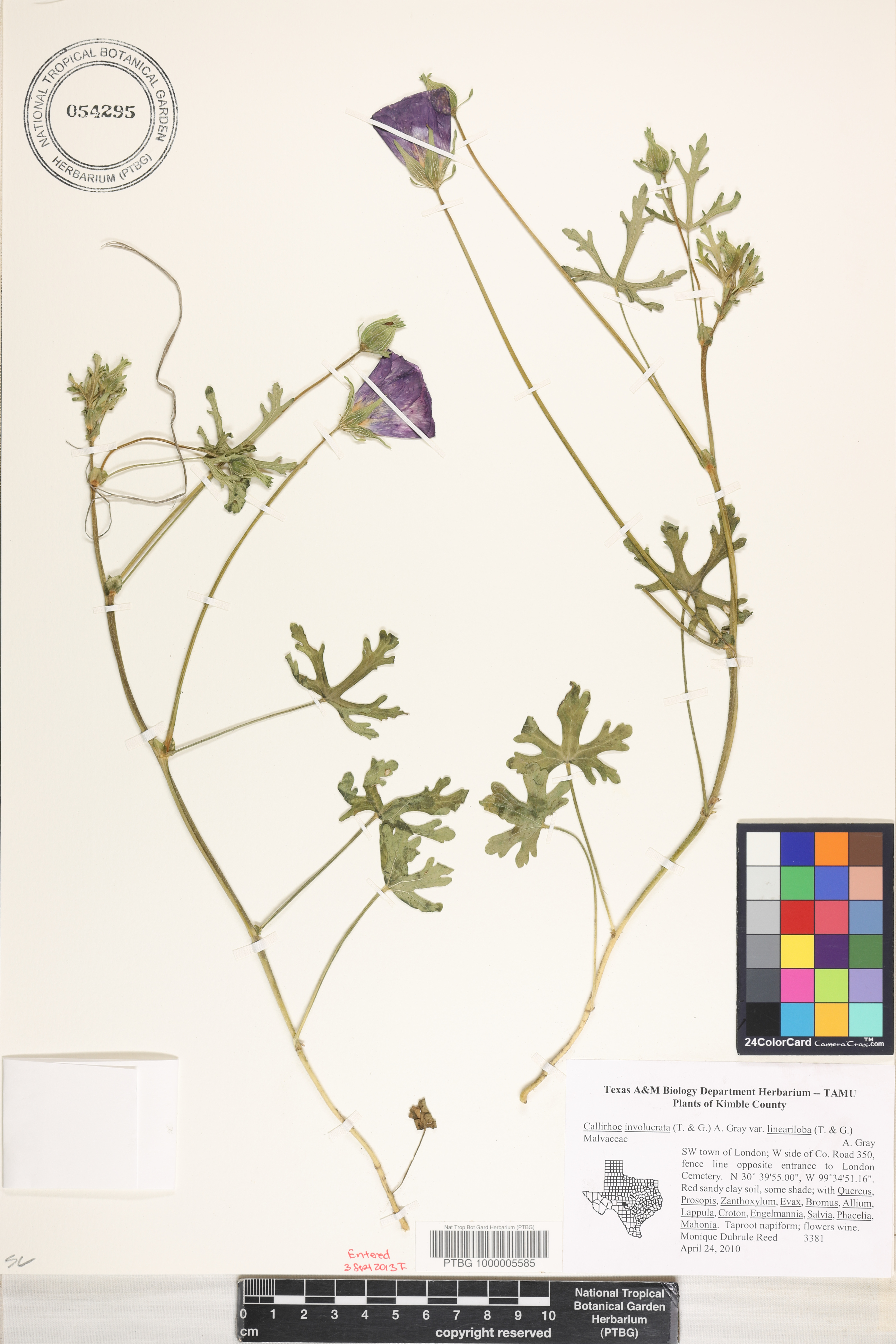 Callirhoe involucrata var. lineariloba image