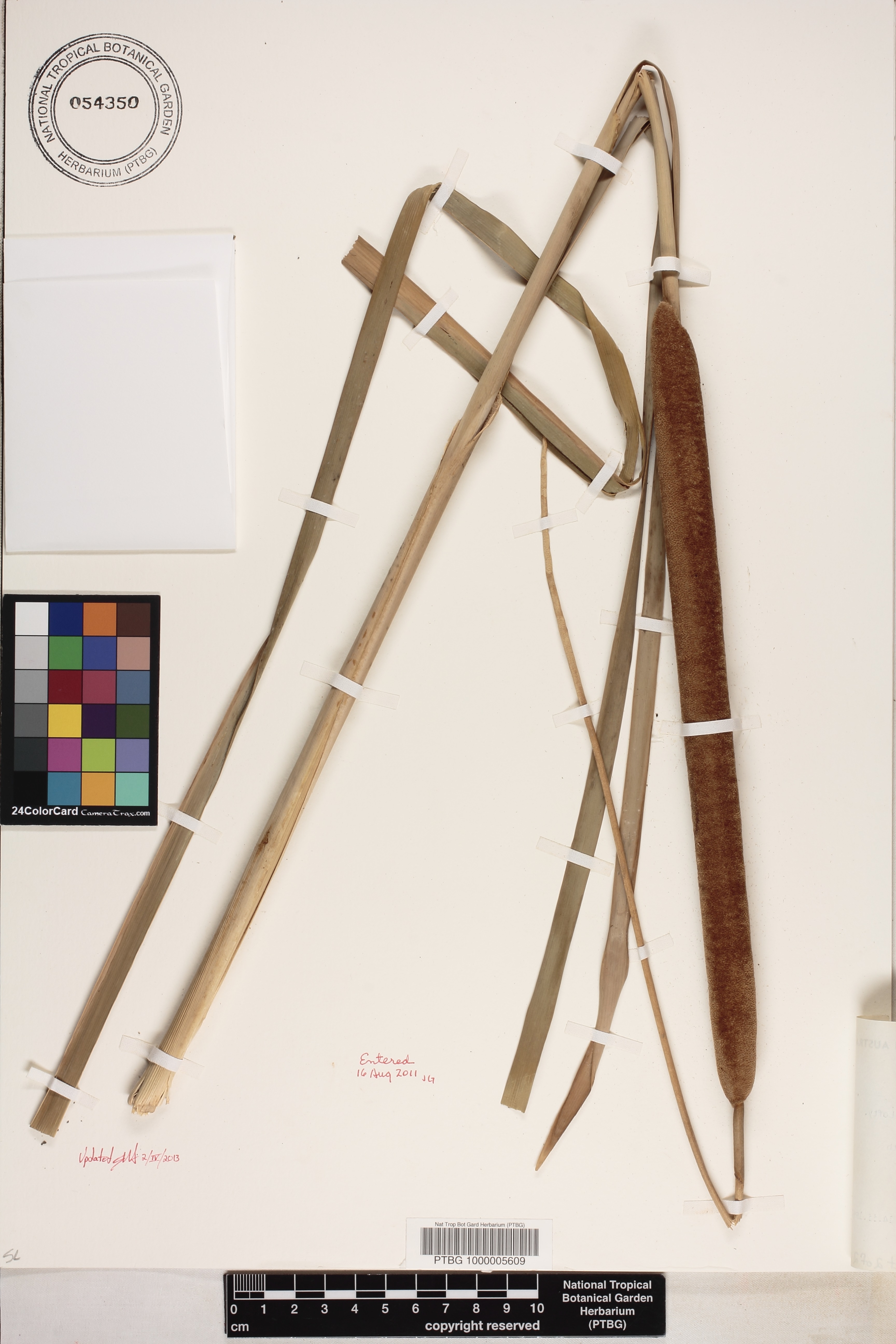 Typha domingensis image