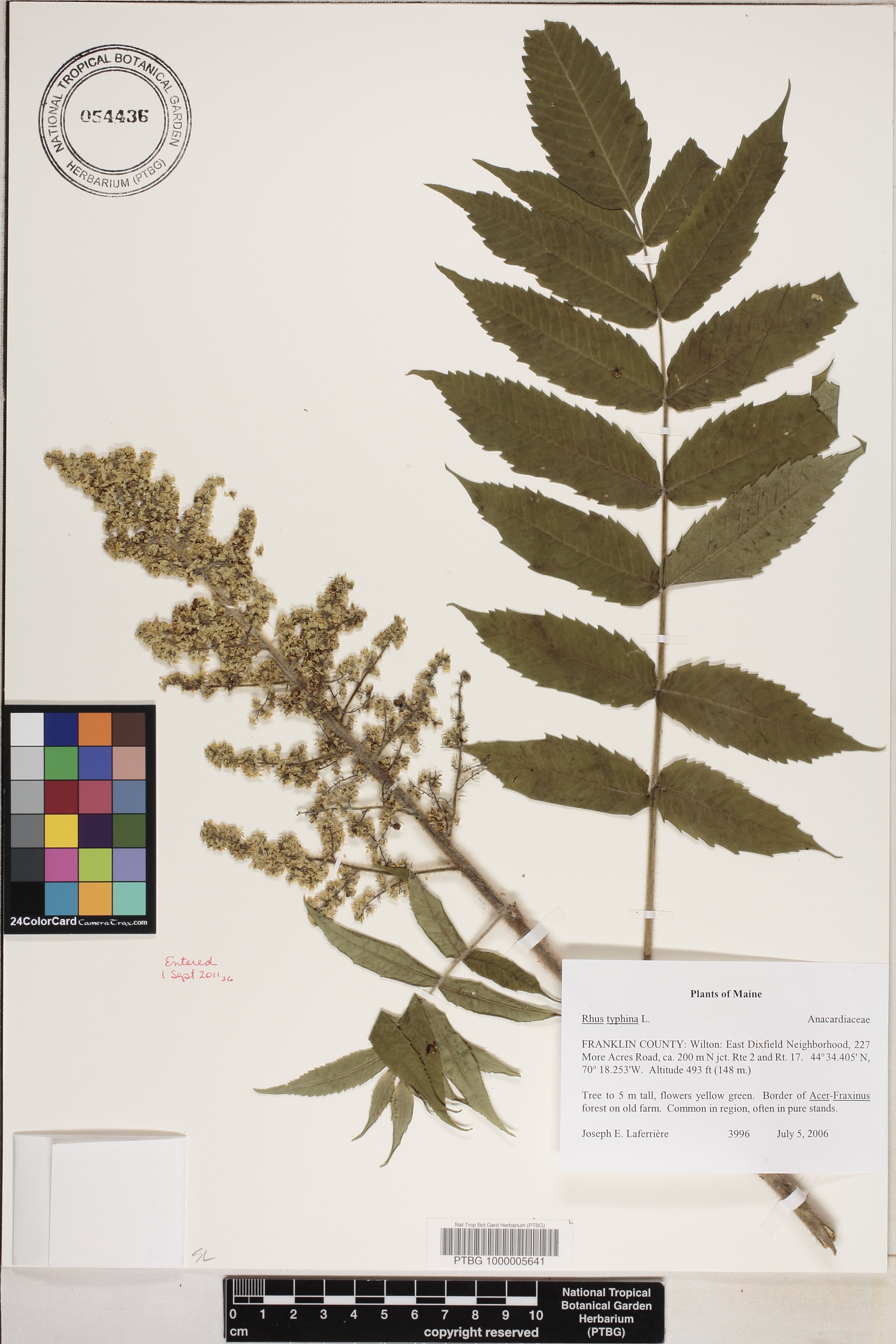 Rhus image