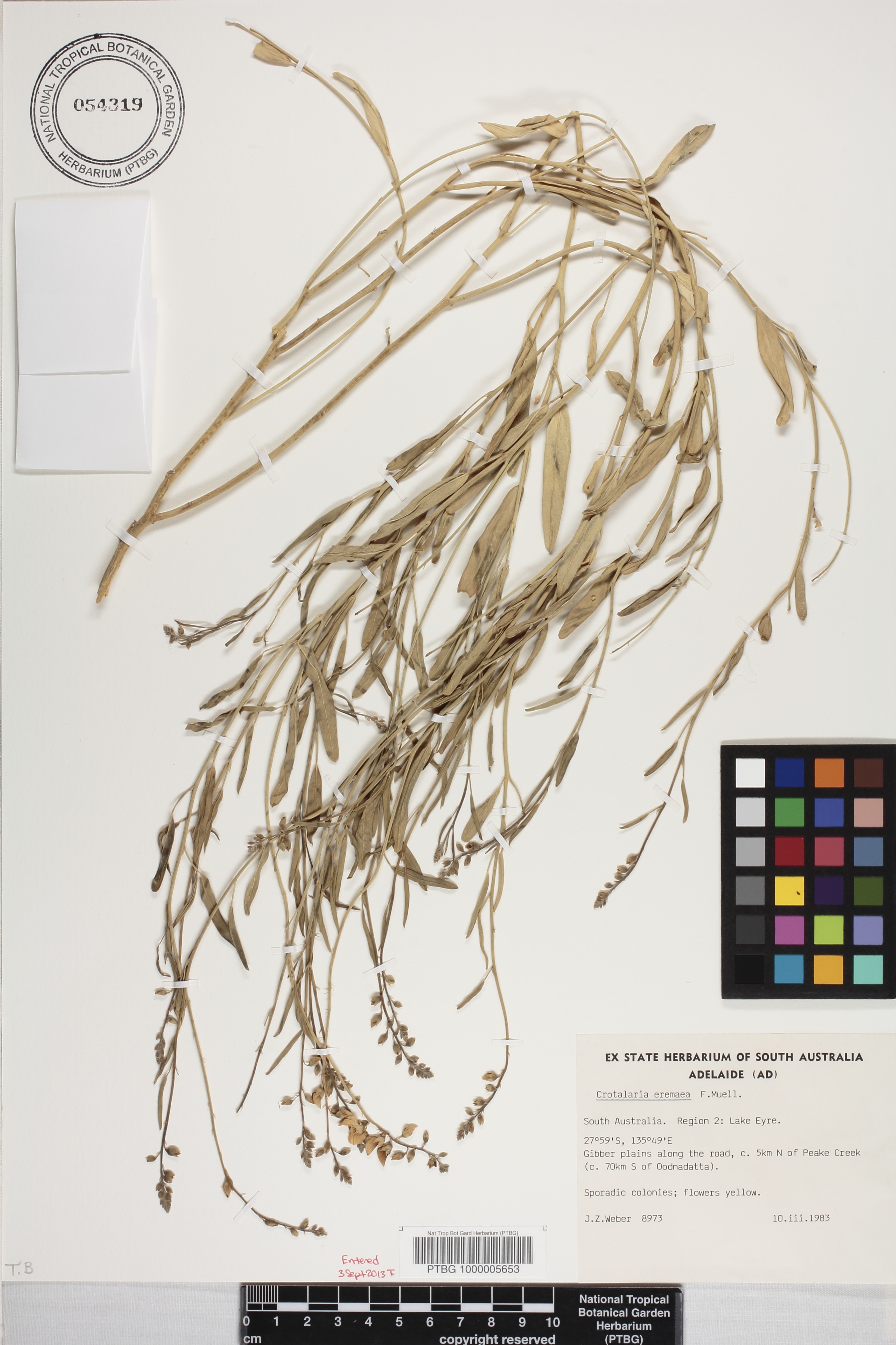 Crotalaria eremaea image