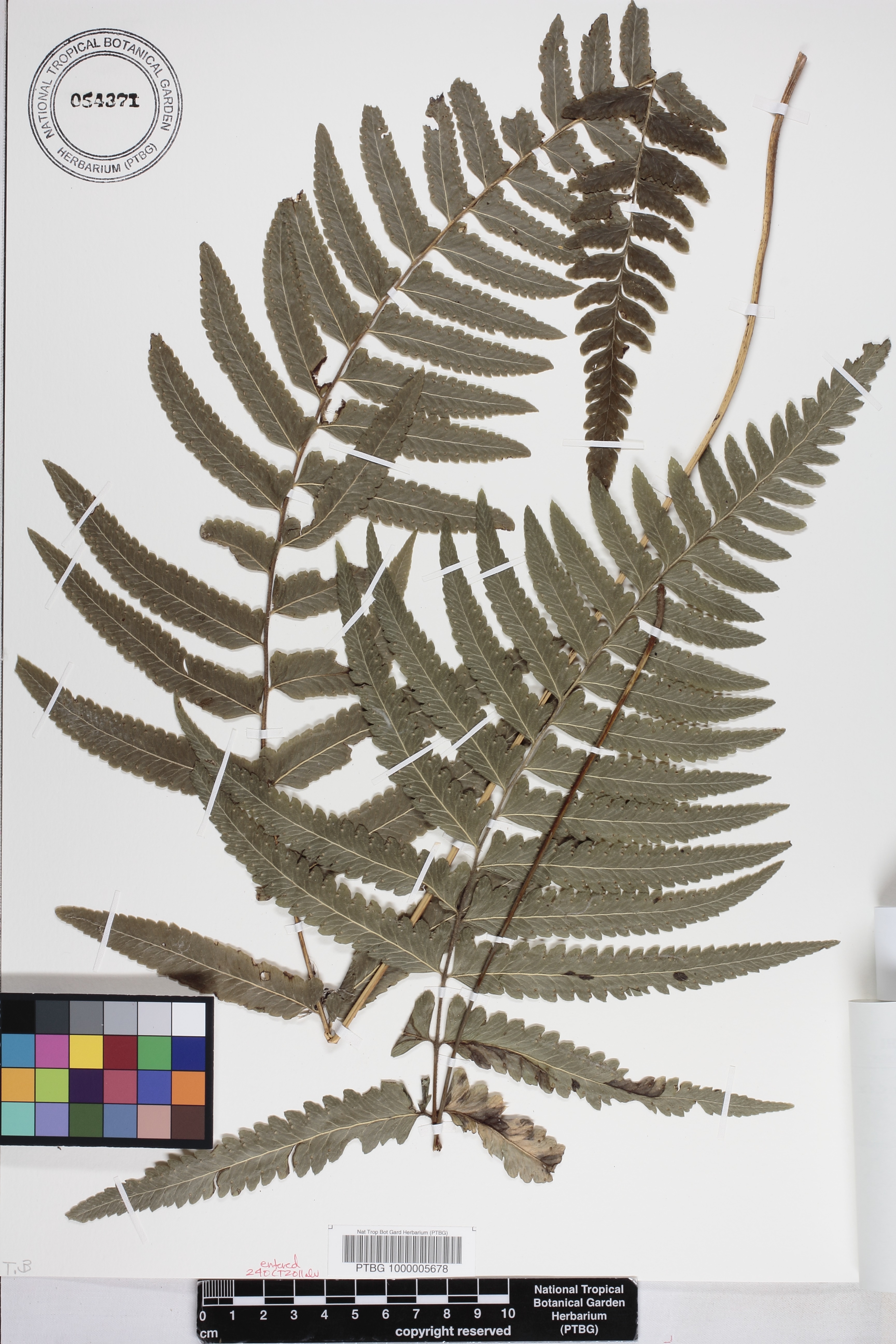 Microlepia marginata image