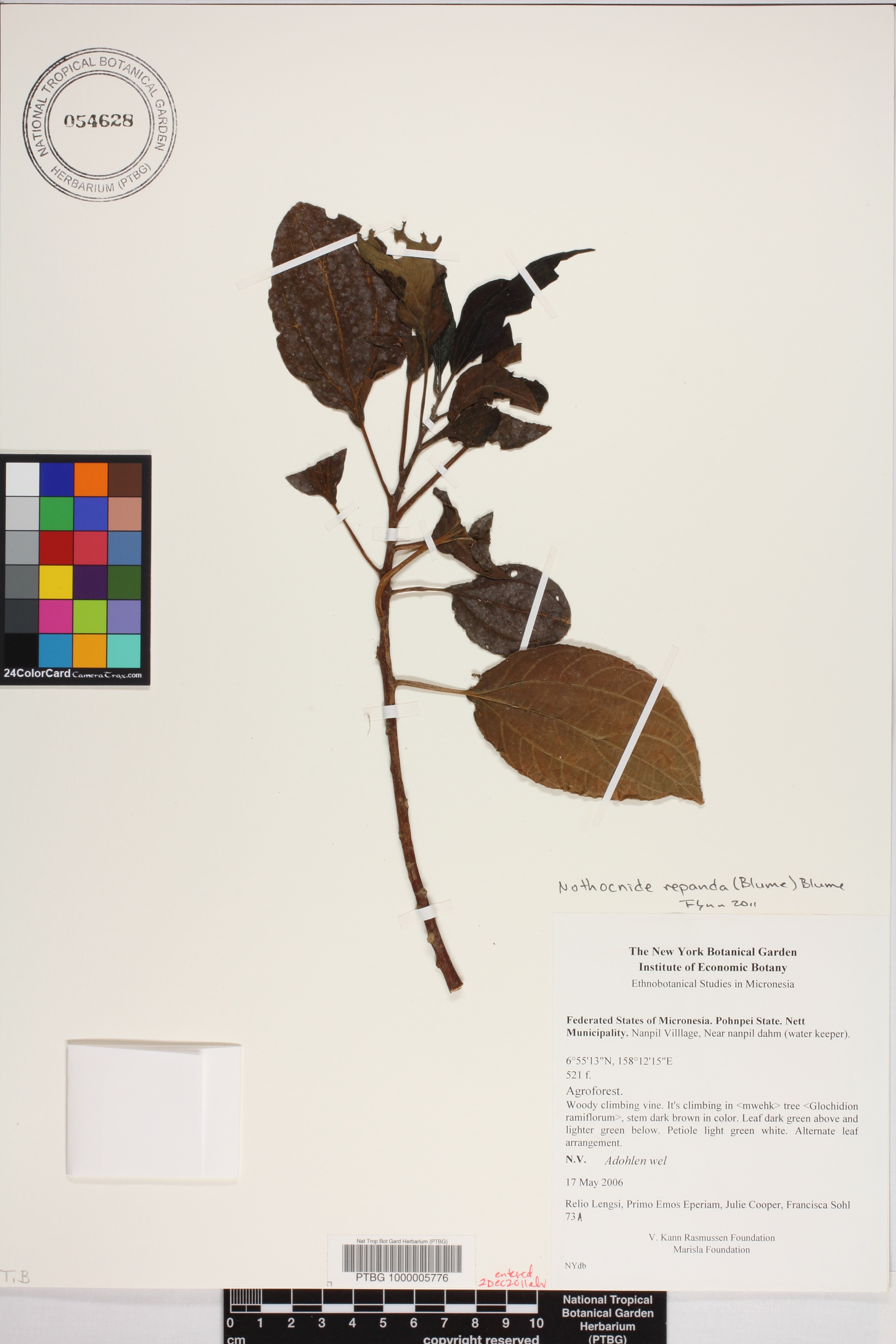 Nothocnide repanda image