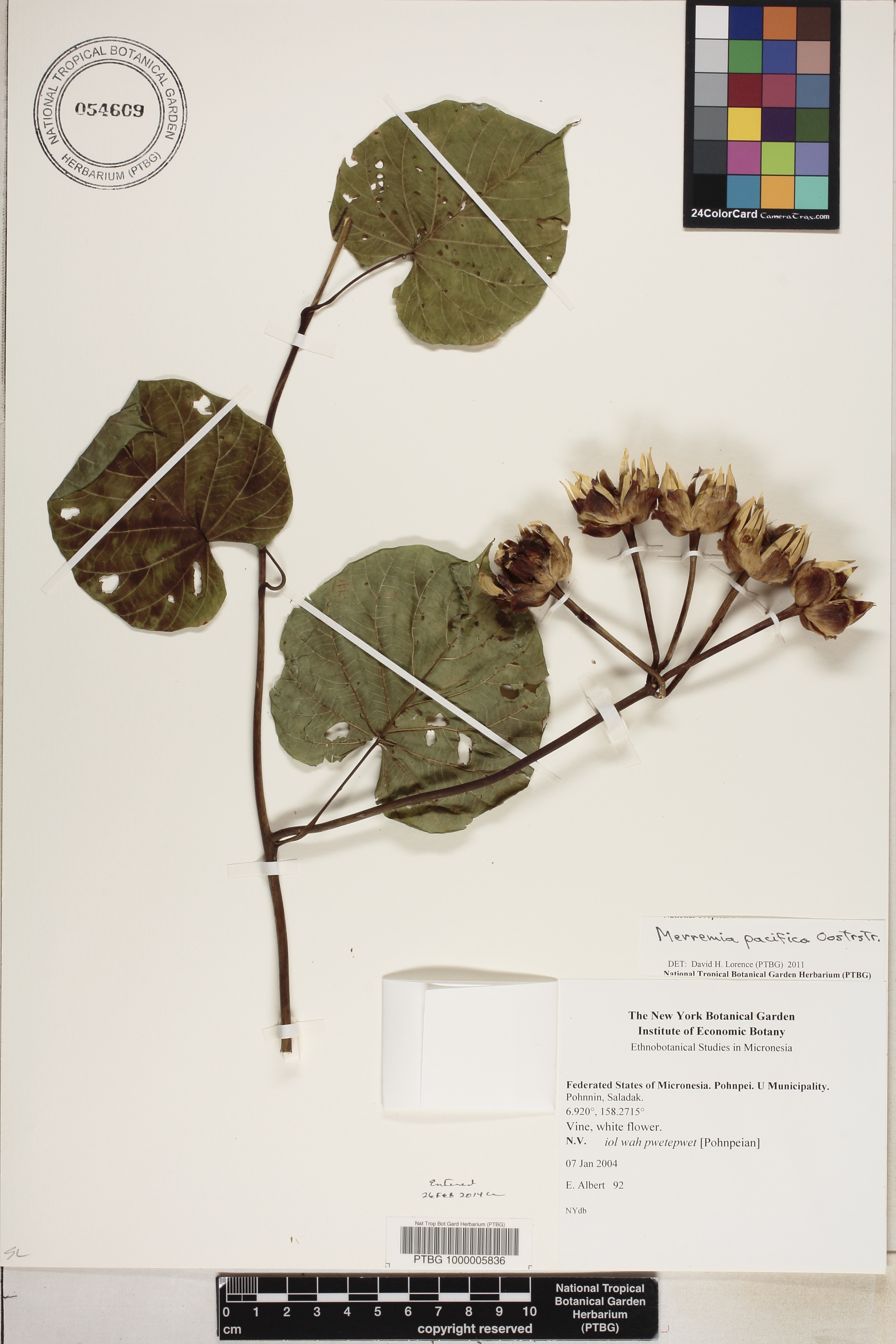 Decalobanthus pacificus image