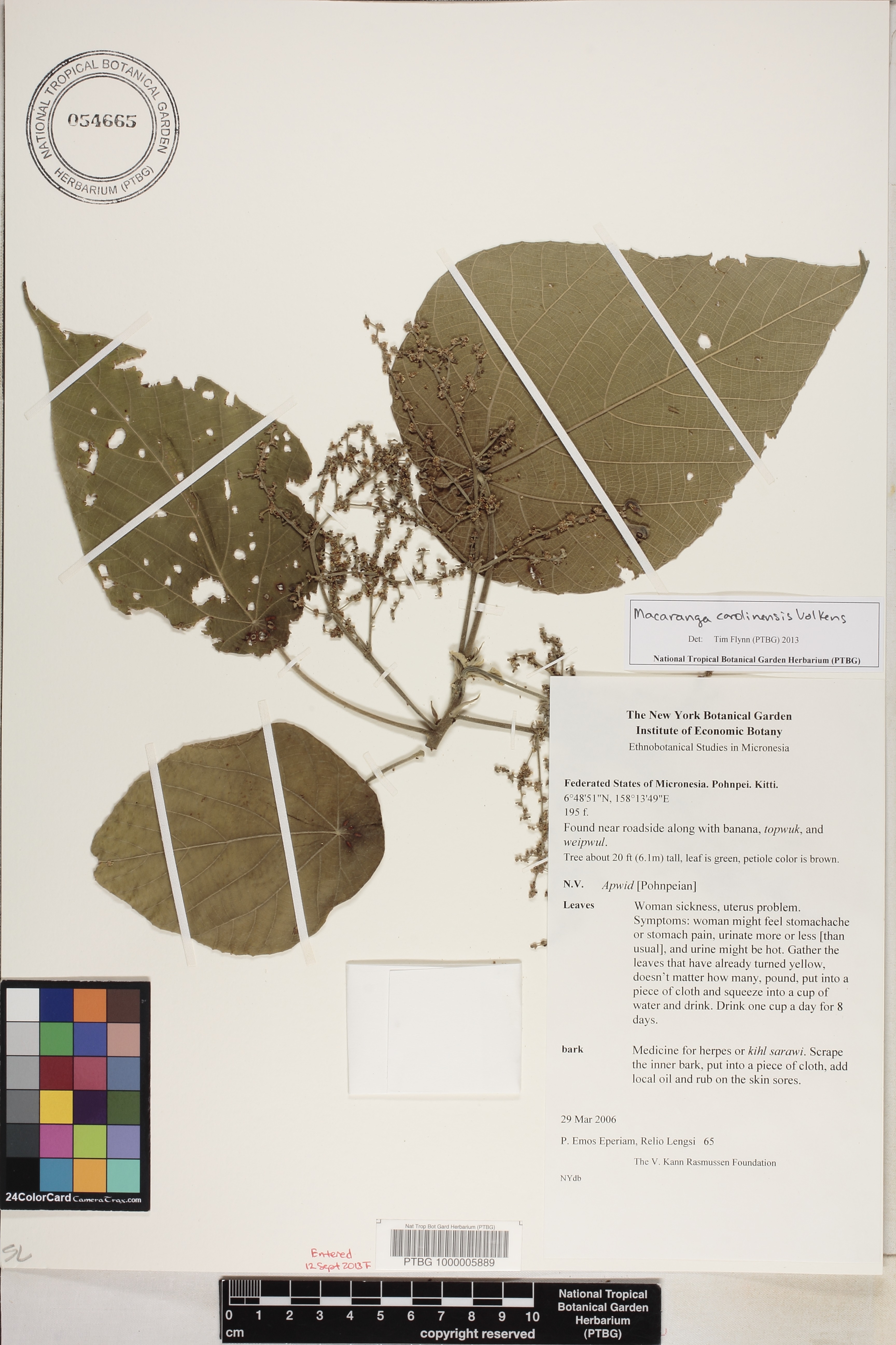 Macaranga carolinensis image