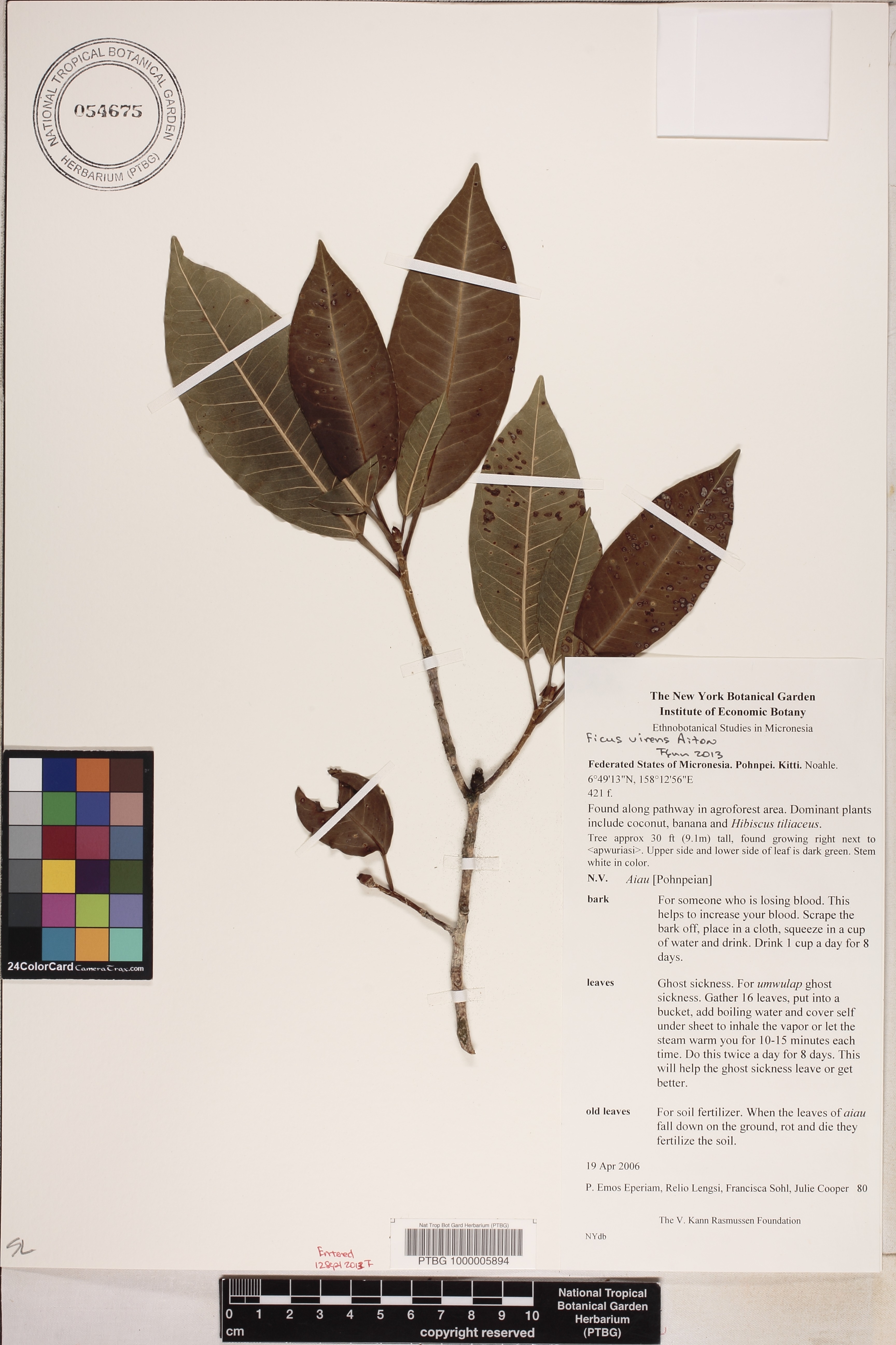 Ficus virens image