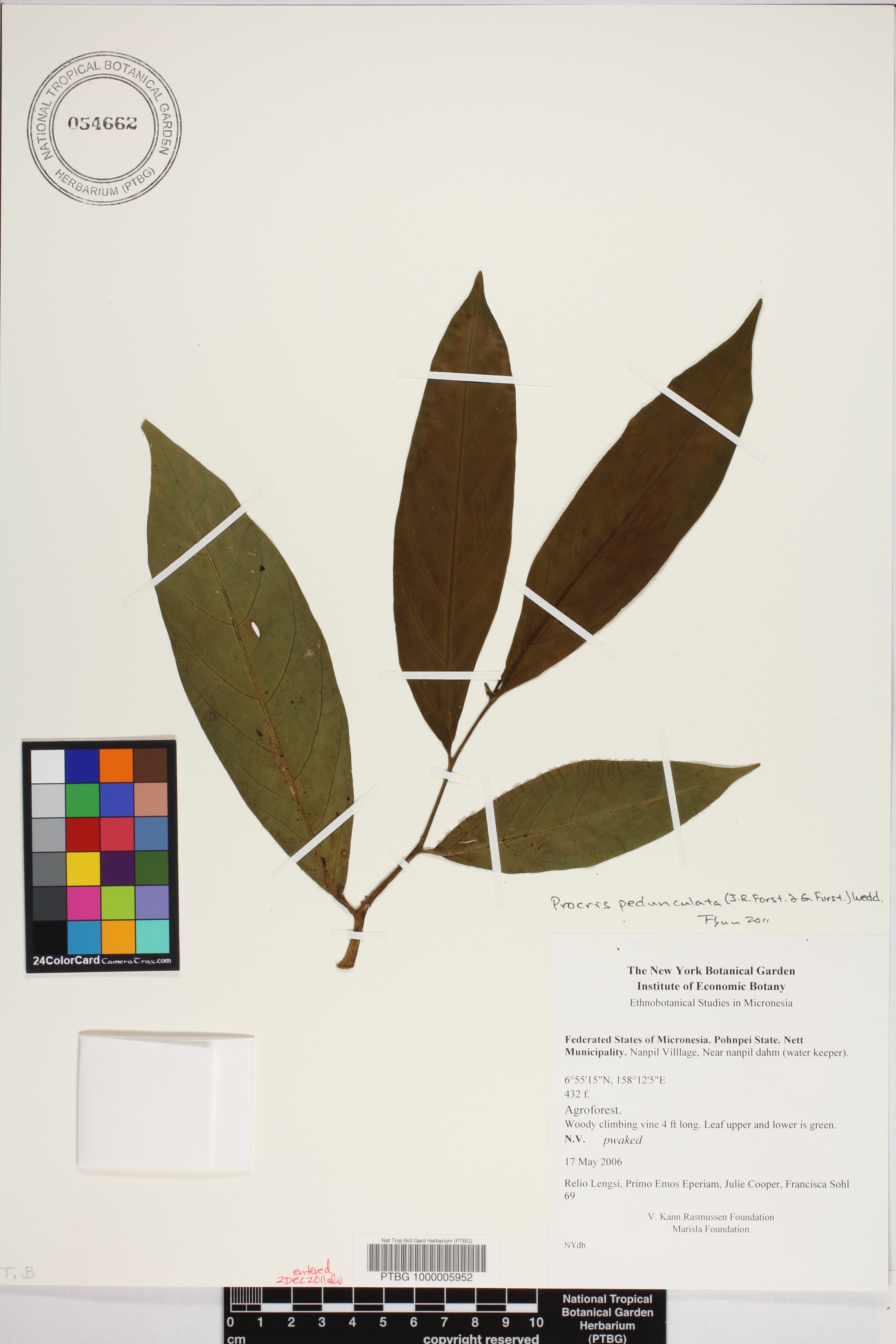 Procris pedunculata image