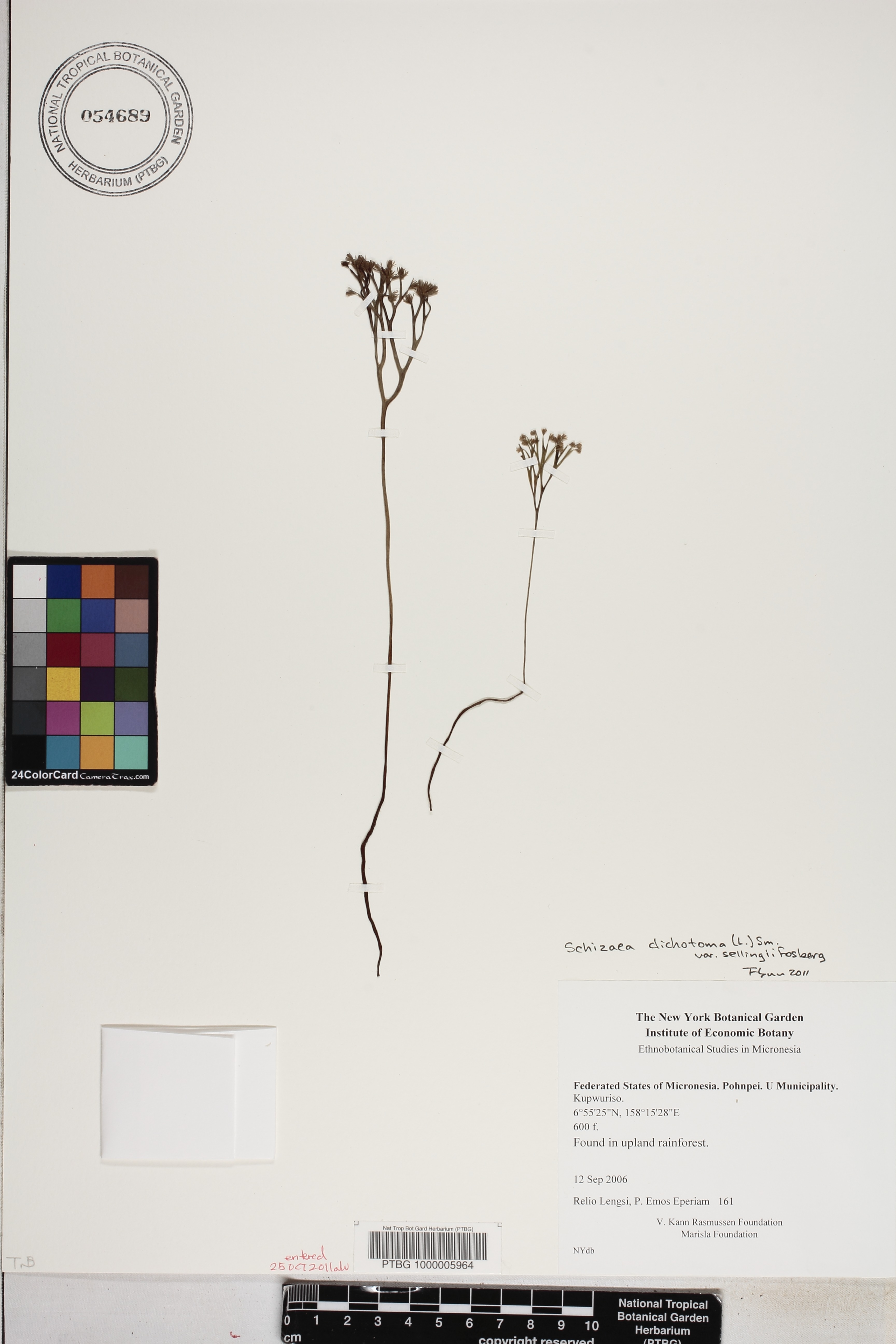Schizaea image