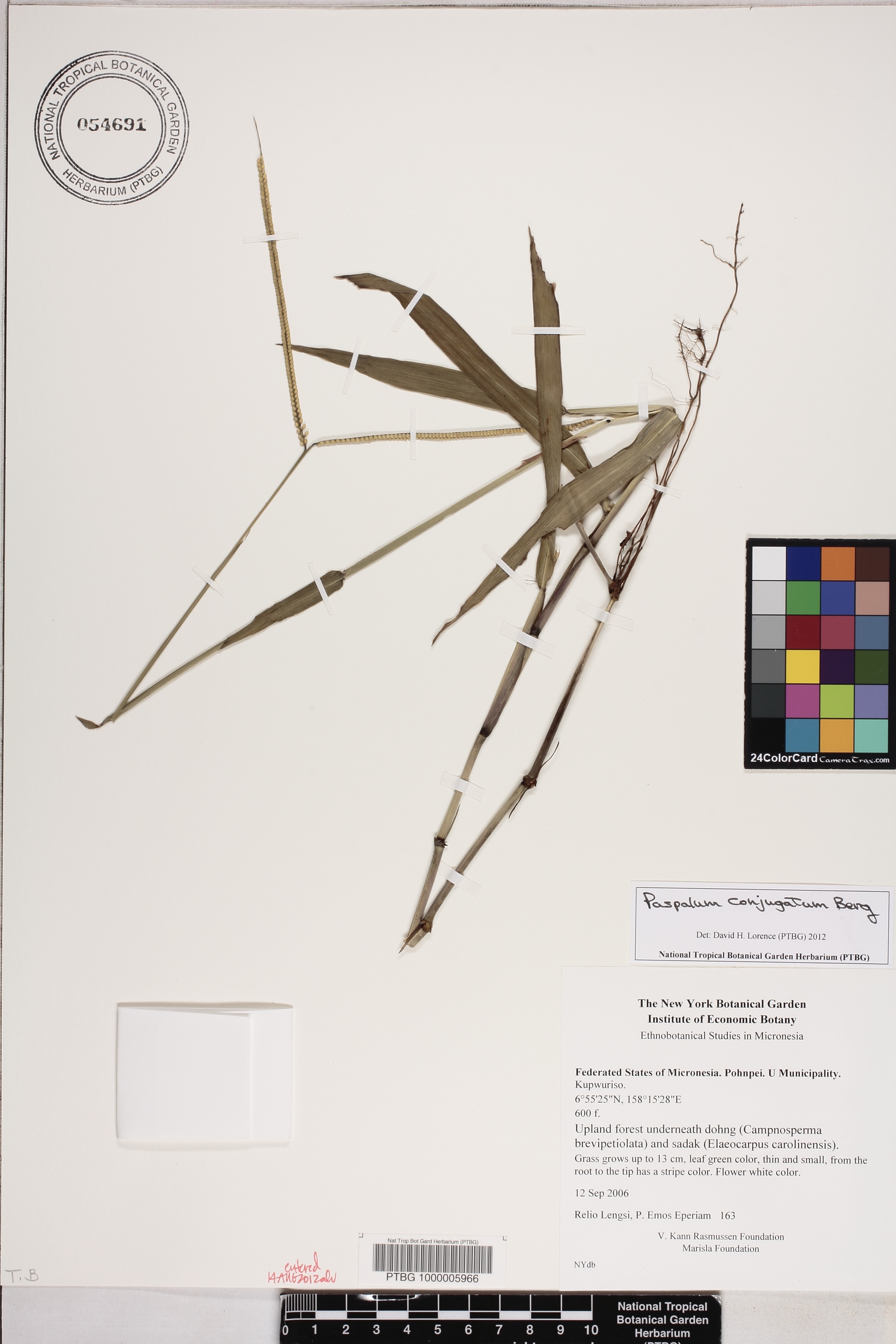 Paspalum conjugatum image