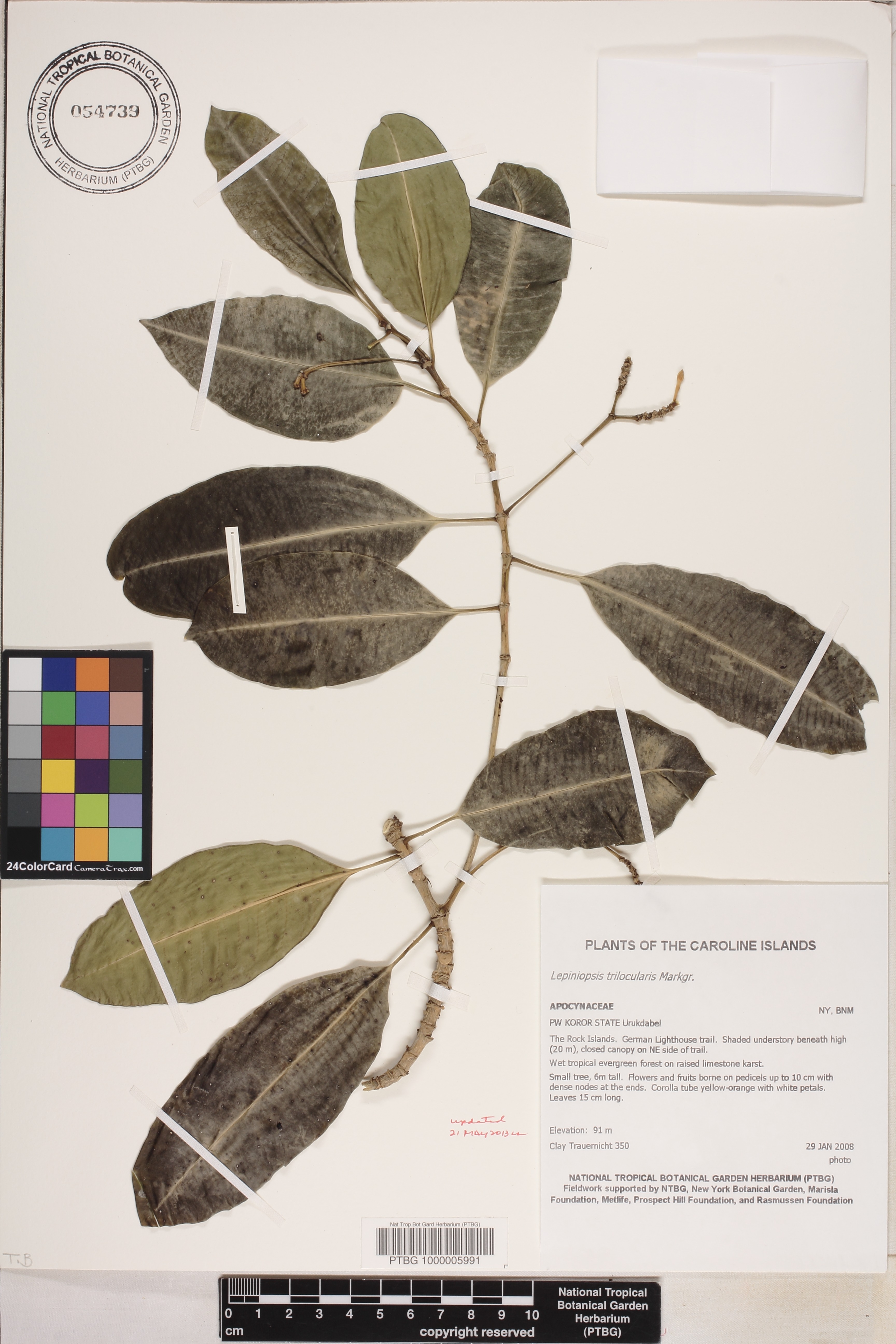 Lepiniopsis trilocularis image