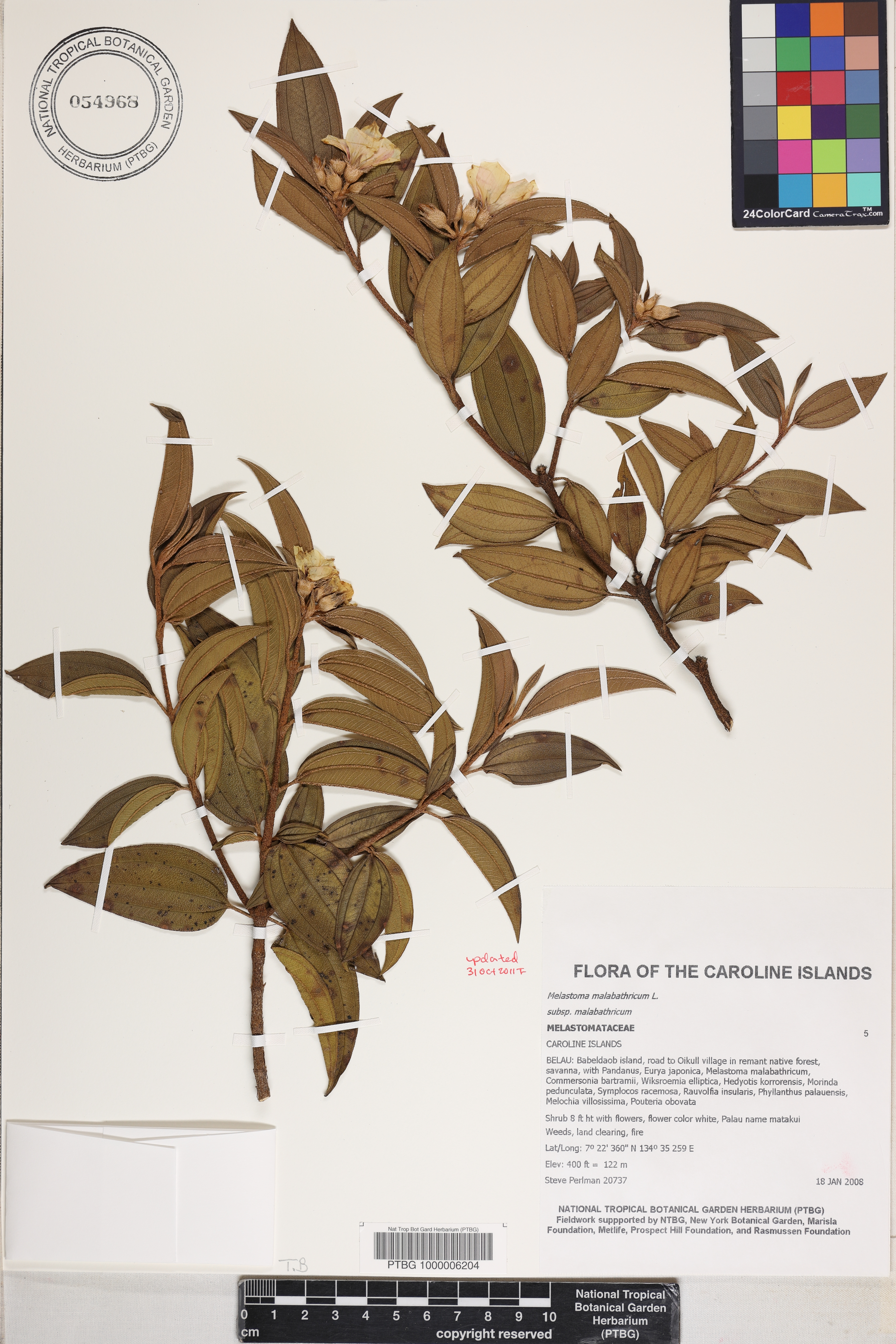 Melastoma malabathricum image