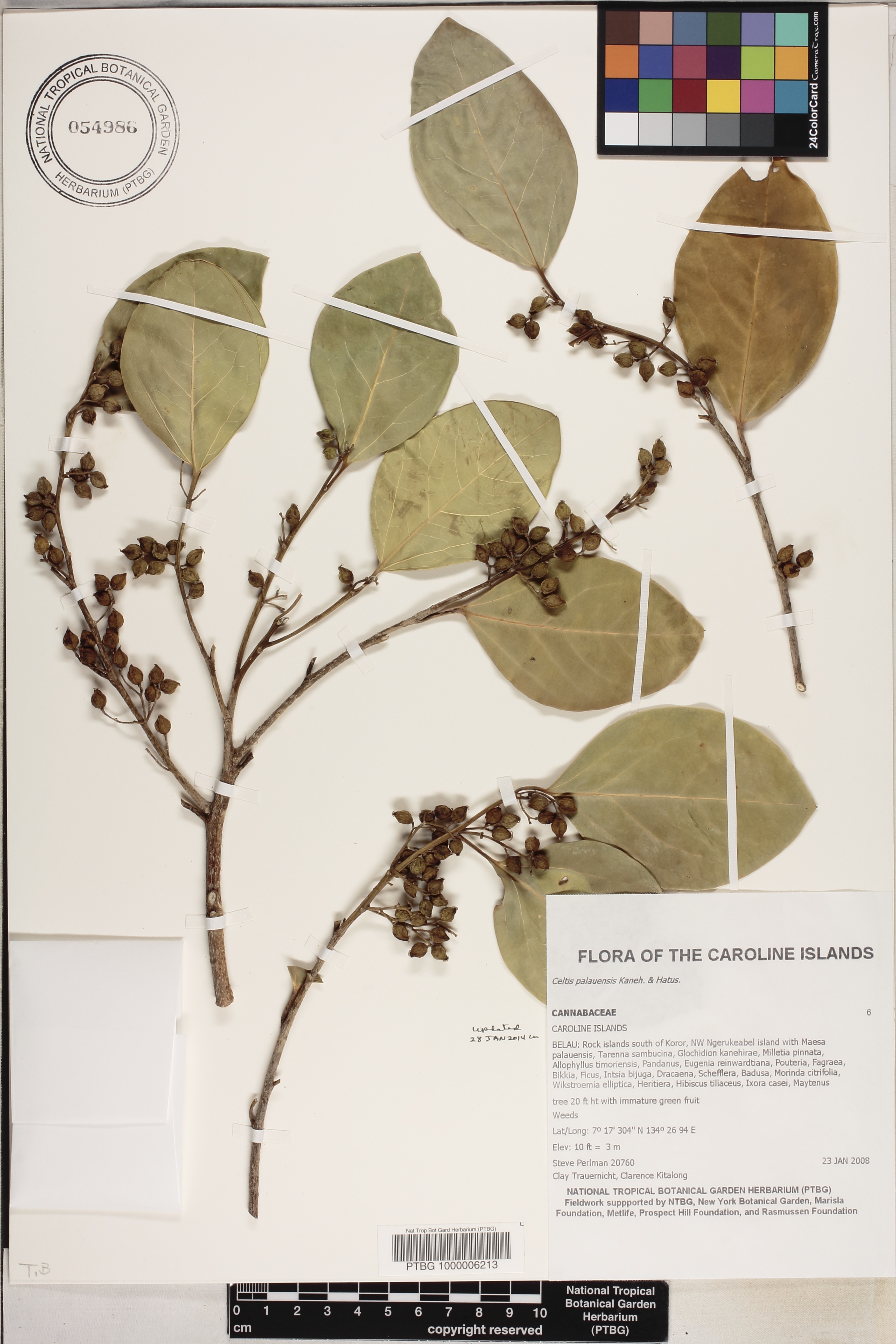 Celtis palauensis image