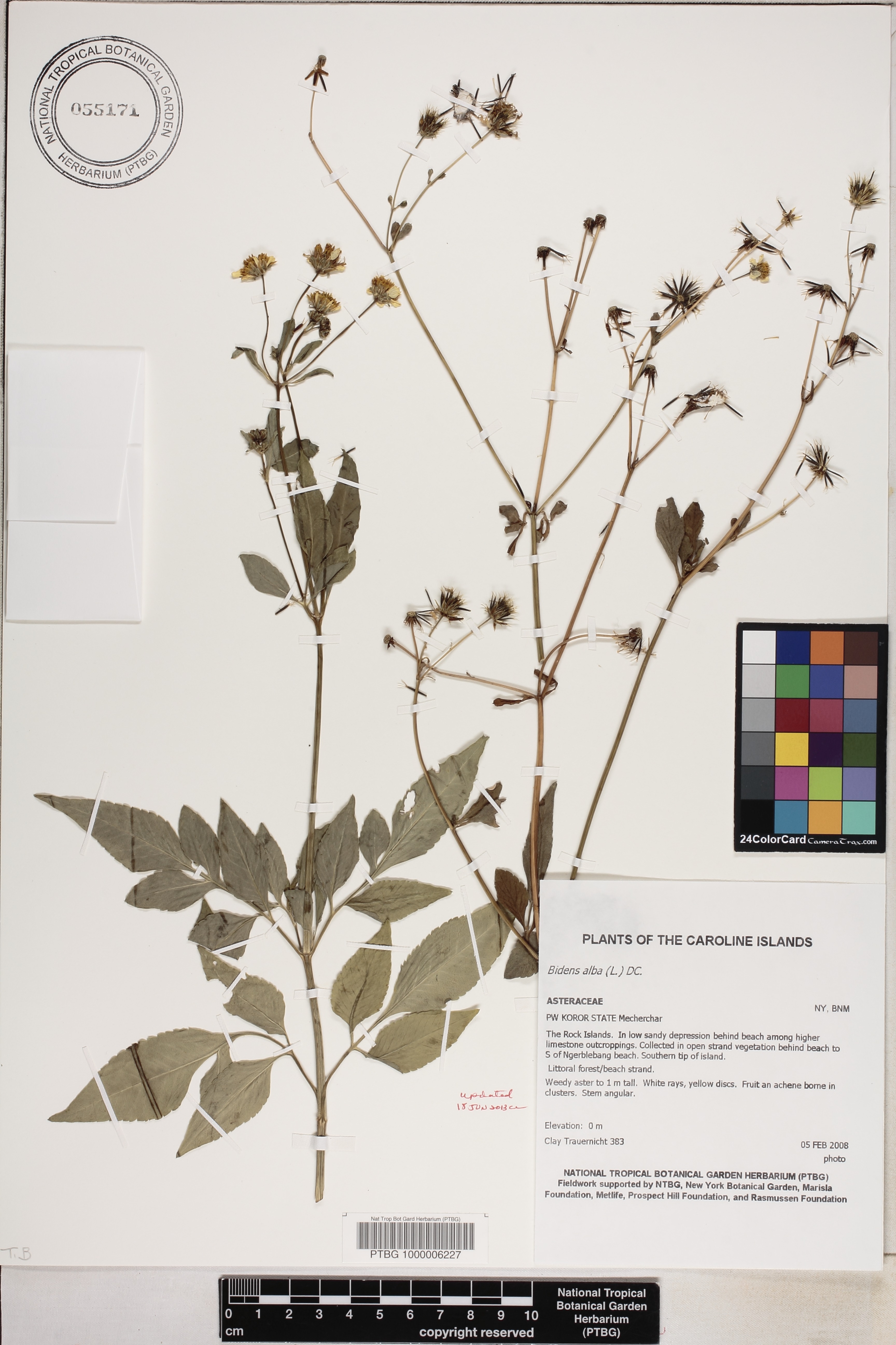 Bidens alba image