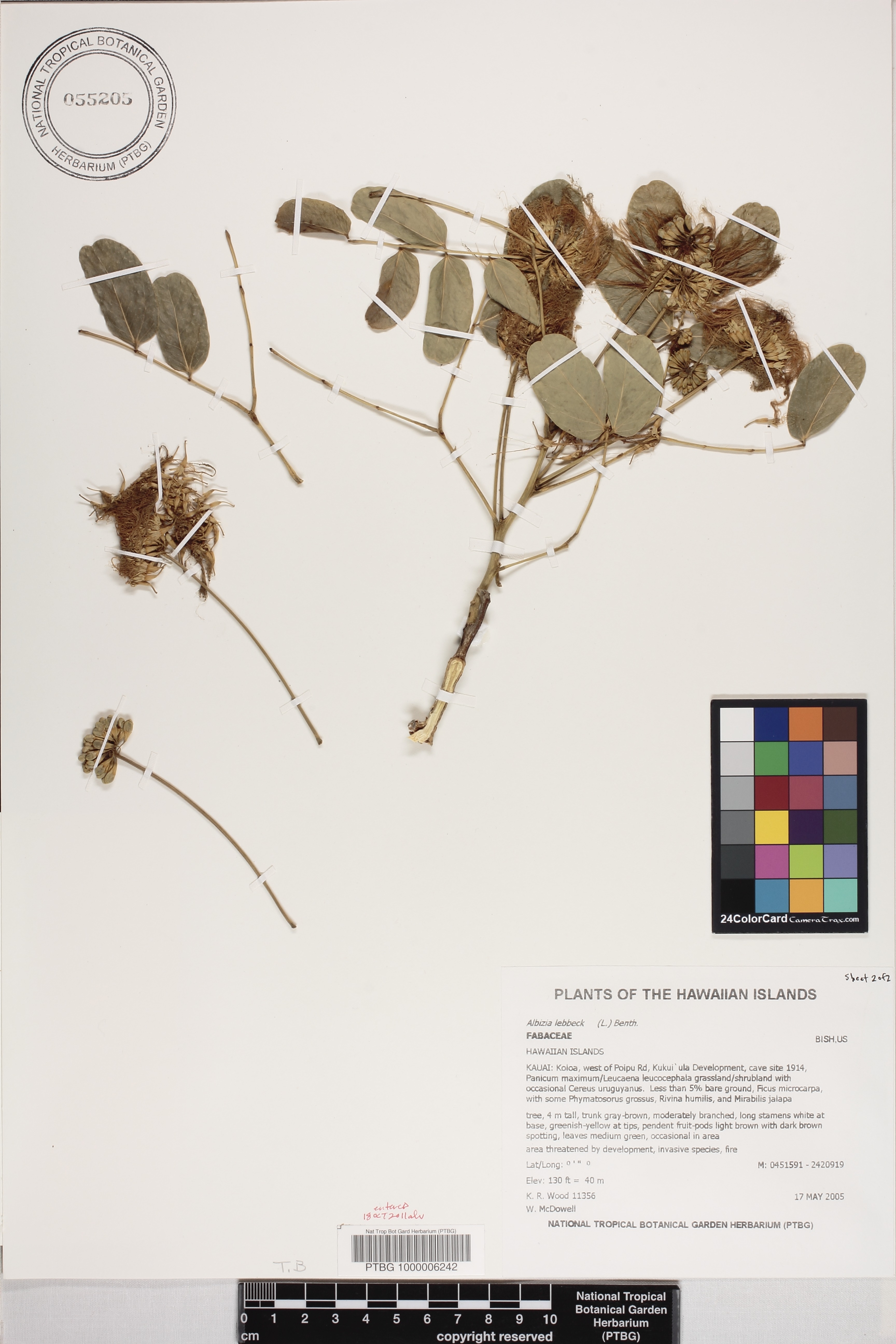 Albizia lebbeck image