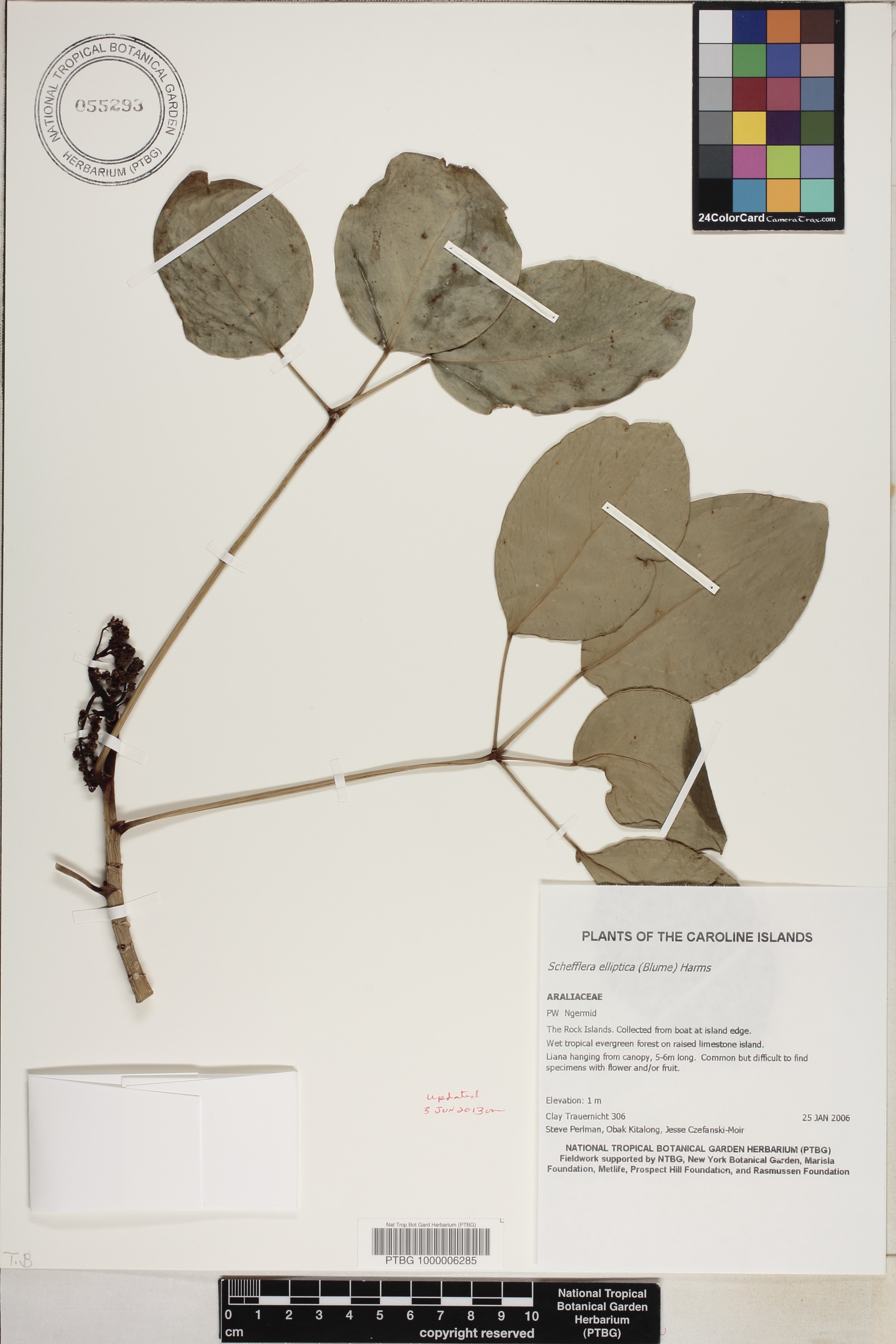 Schefflera image