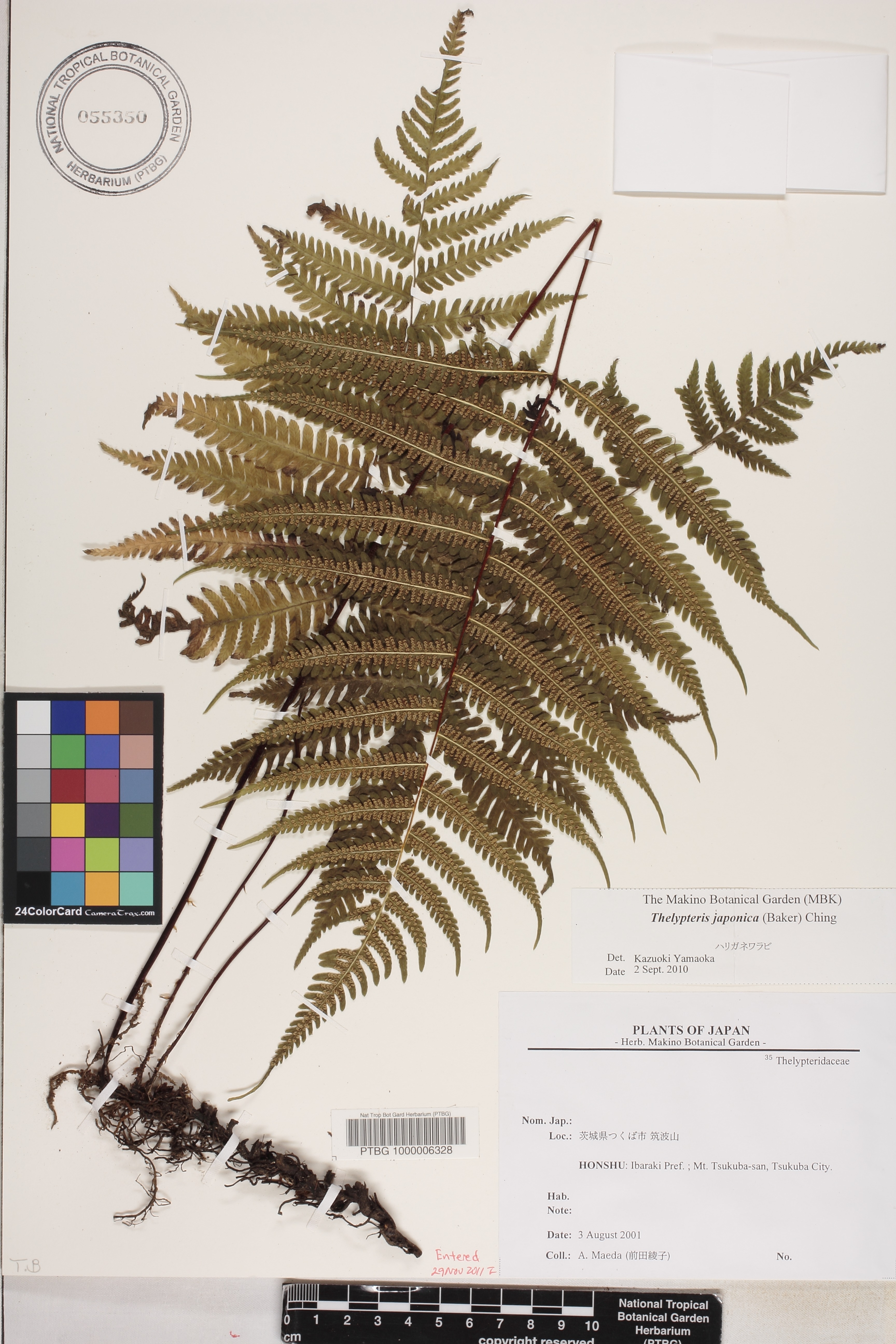 Coryphopteris japonica image