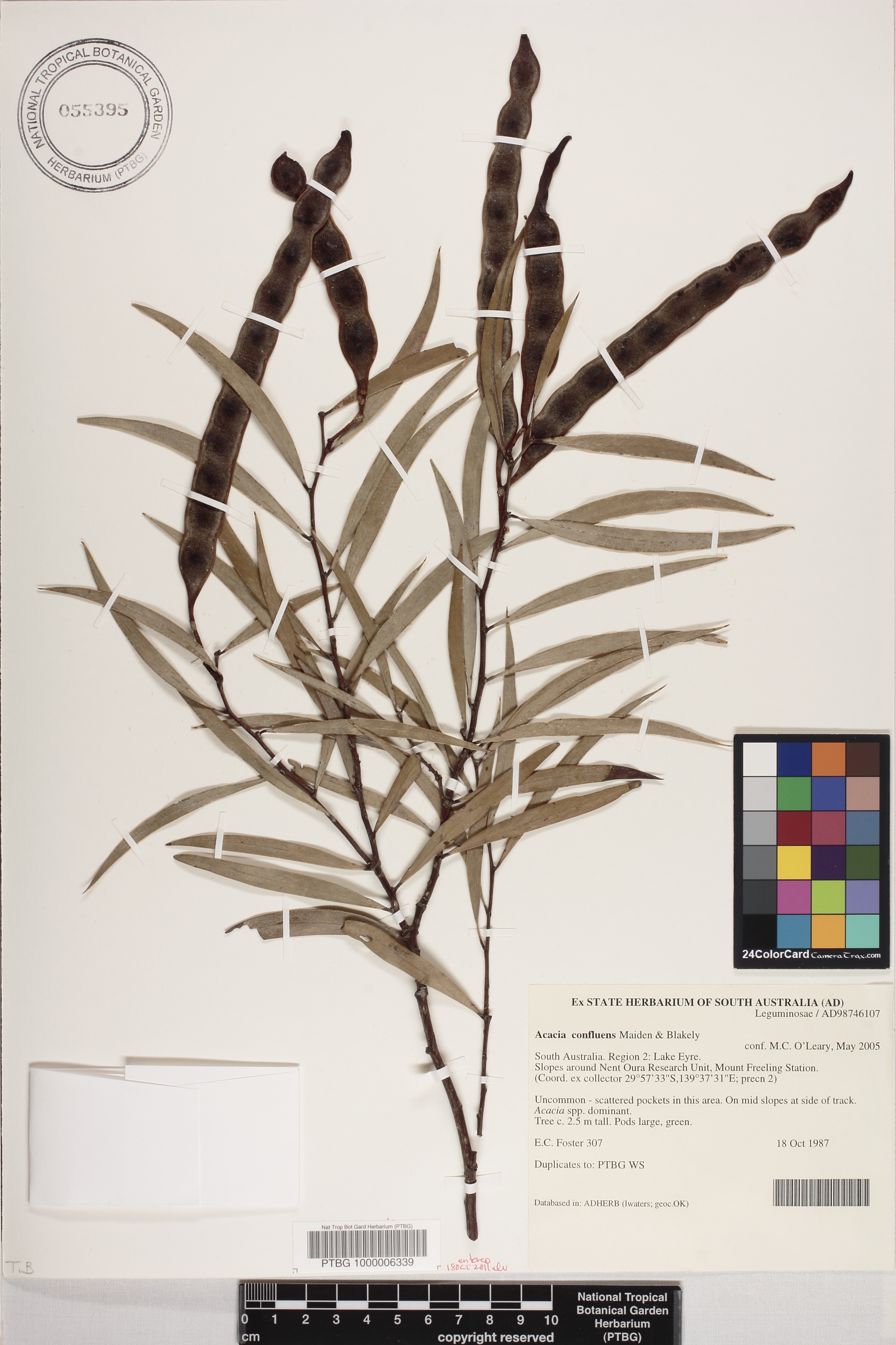 Acacia confluens image