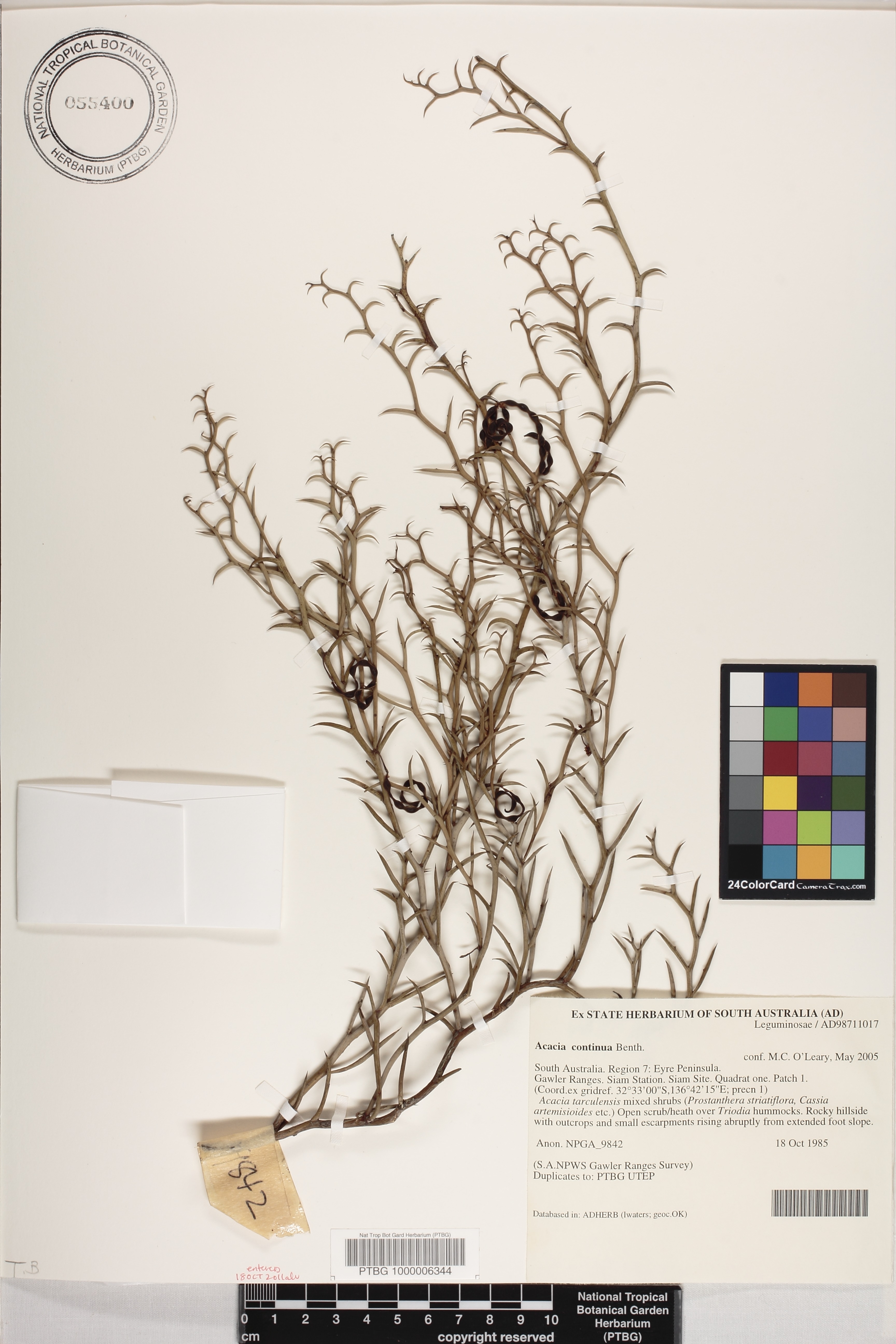 Acacia continua image