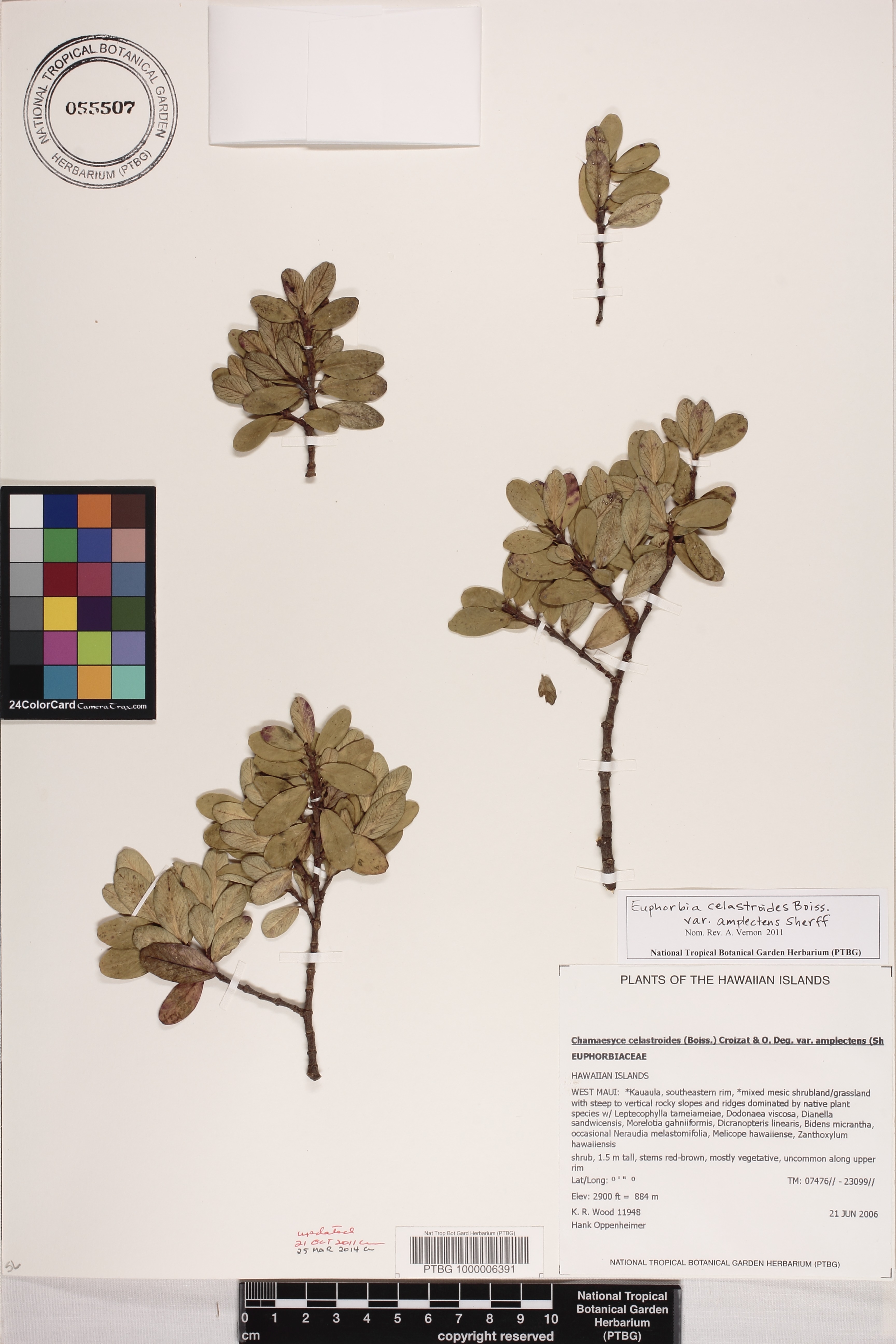 Euphorbia celastroides var. amplectens image