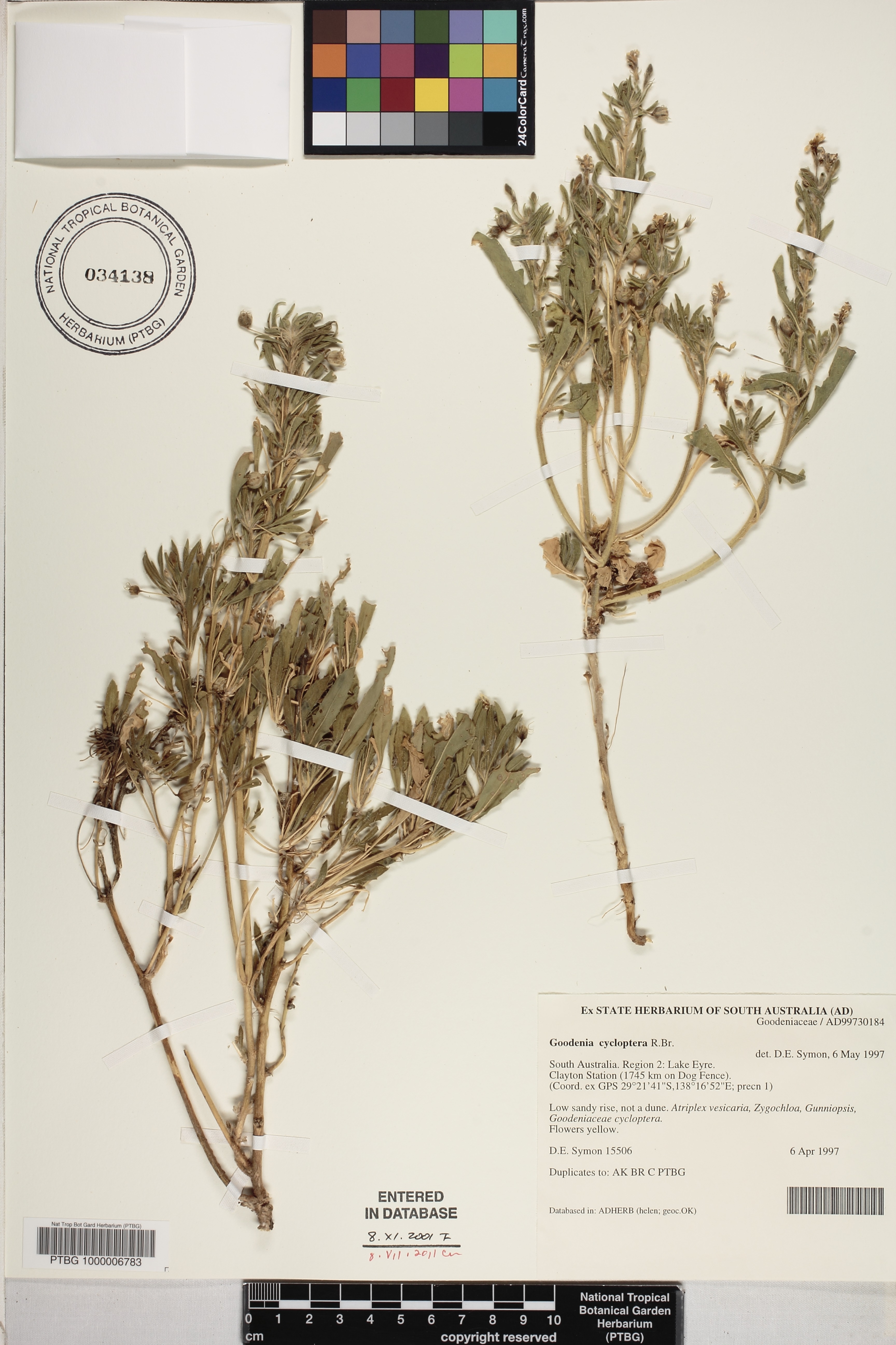 Goodenia cycloptera image