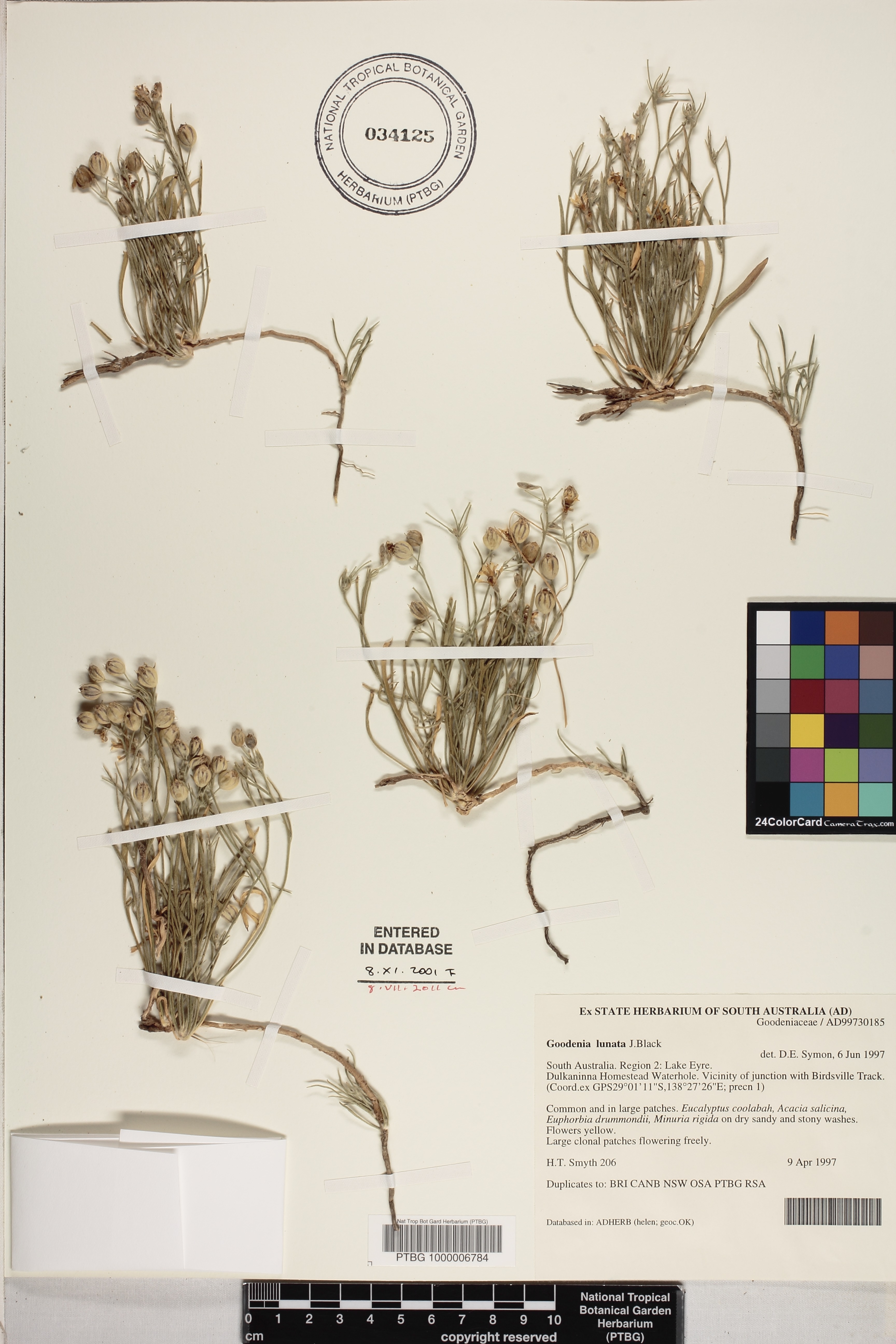 Goodenia lunata image