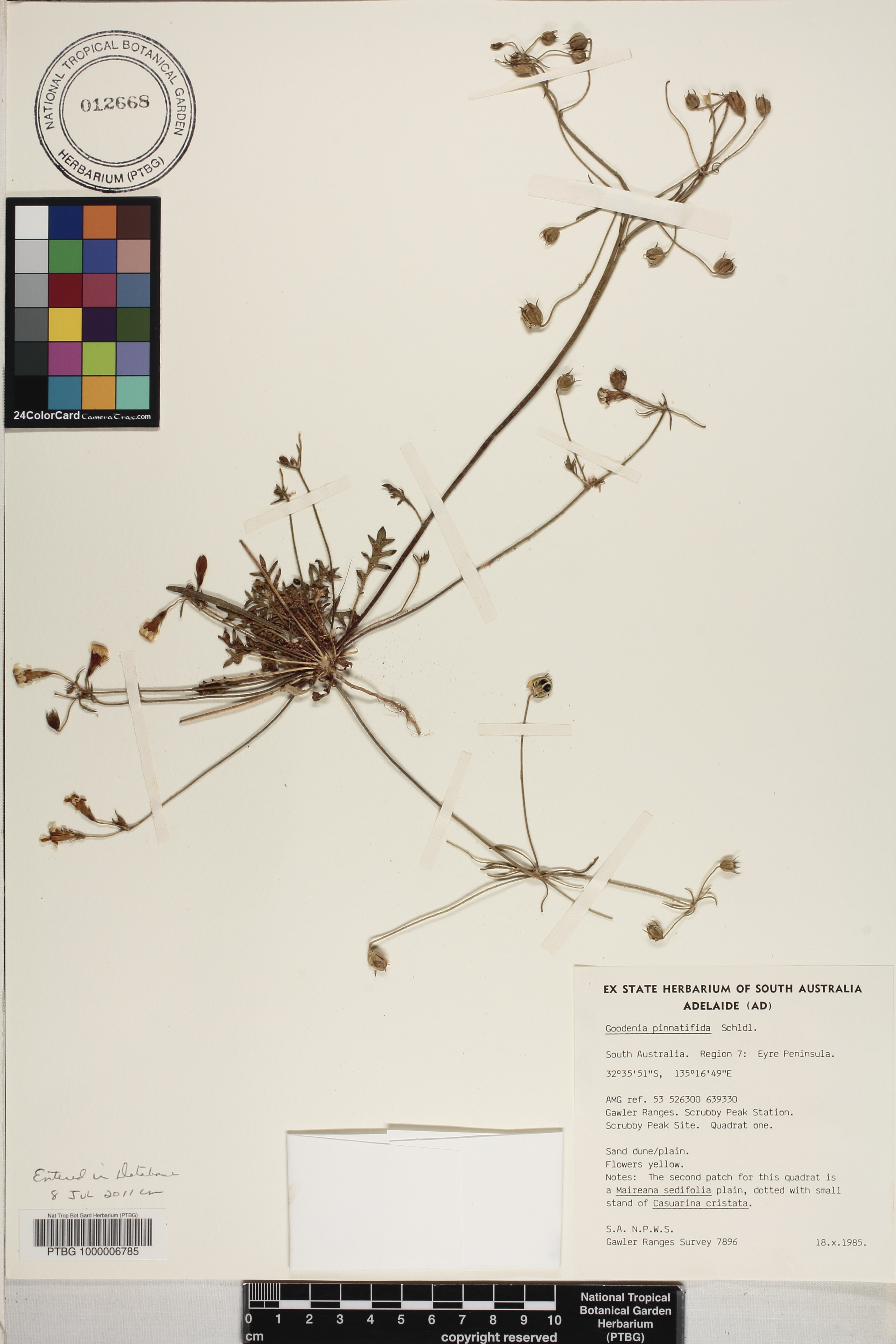 Goodenia pinnatifida image
